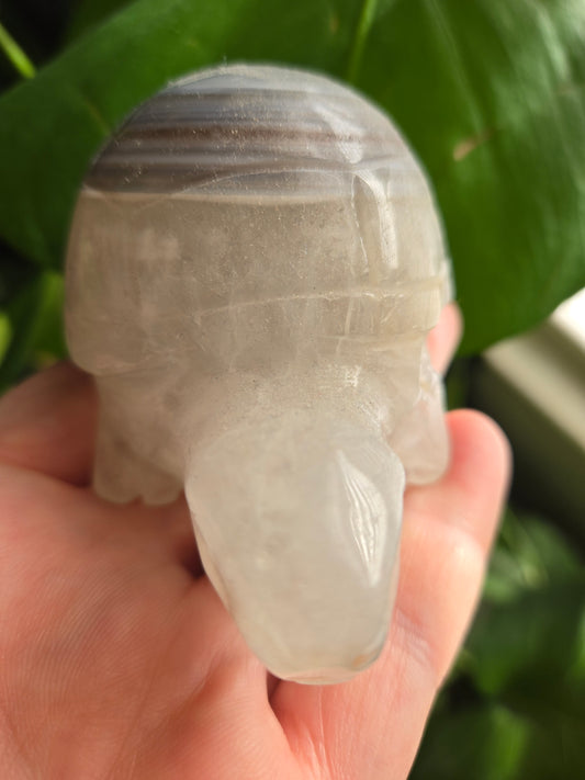 Agate Turtle