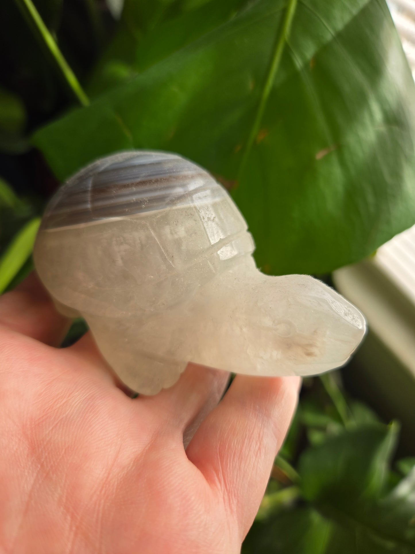 Agate Turtle