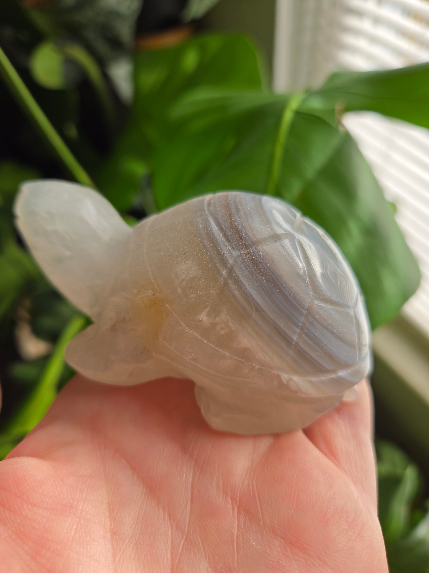 Agate Turtle