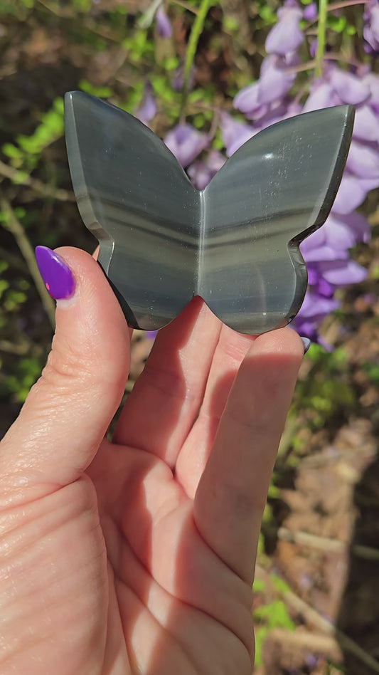 Platinum Obsidian Butterfly (3d)