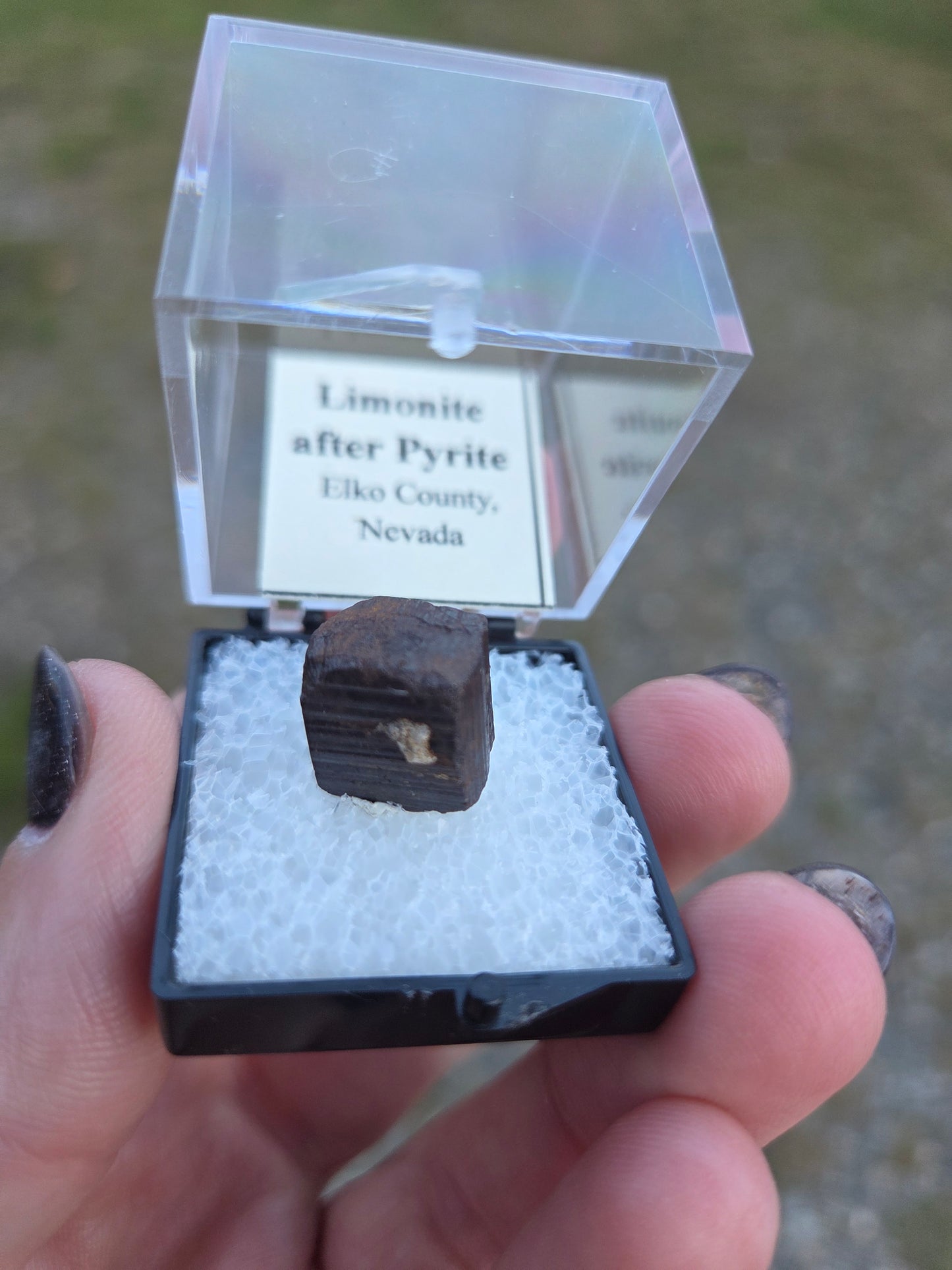 Limonite after Pyrite PerkyBox