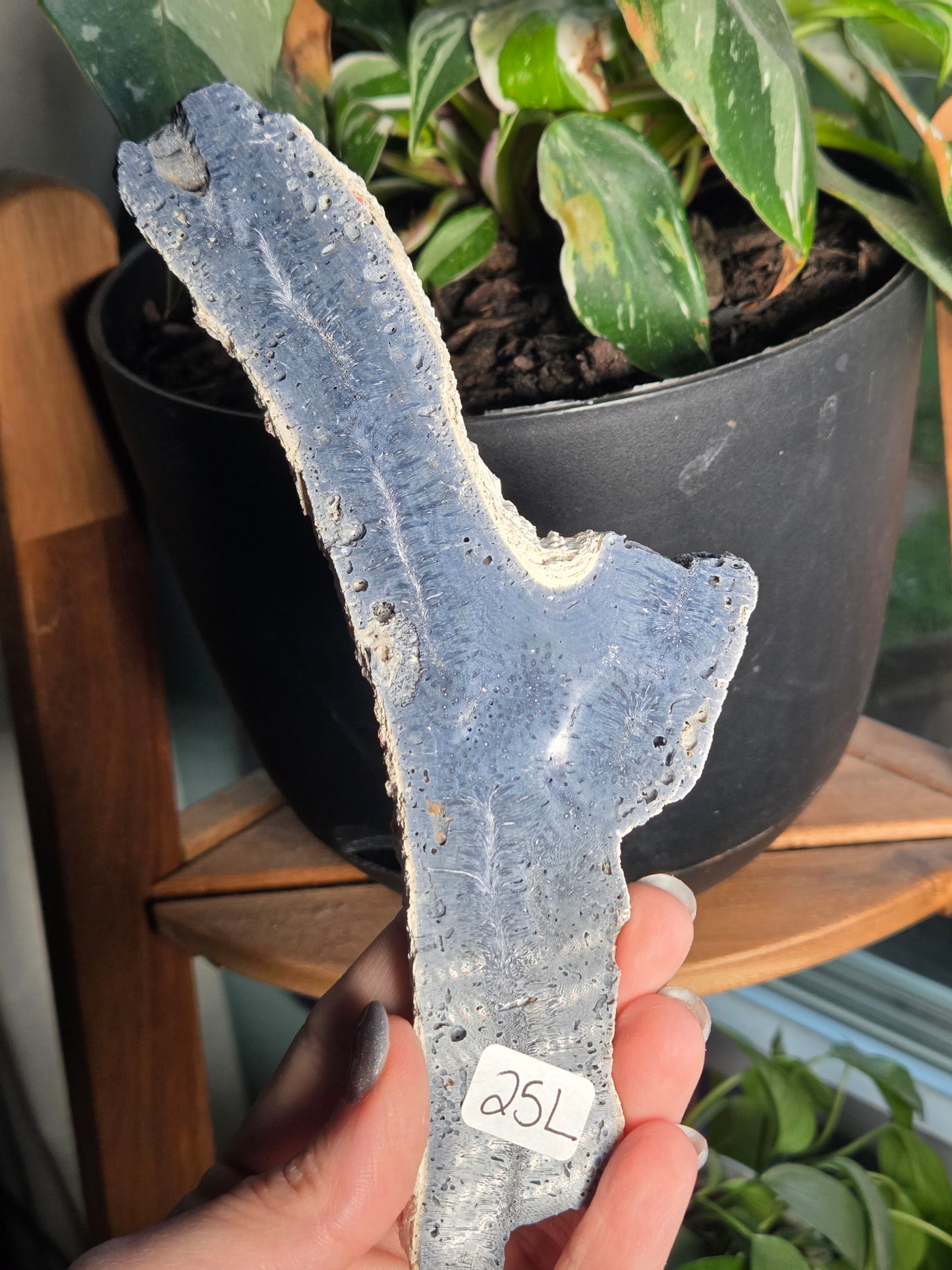 Blue Coral Slab