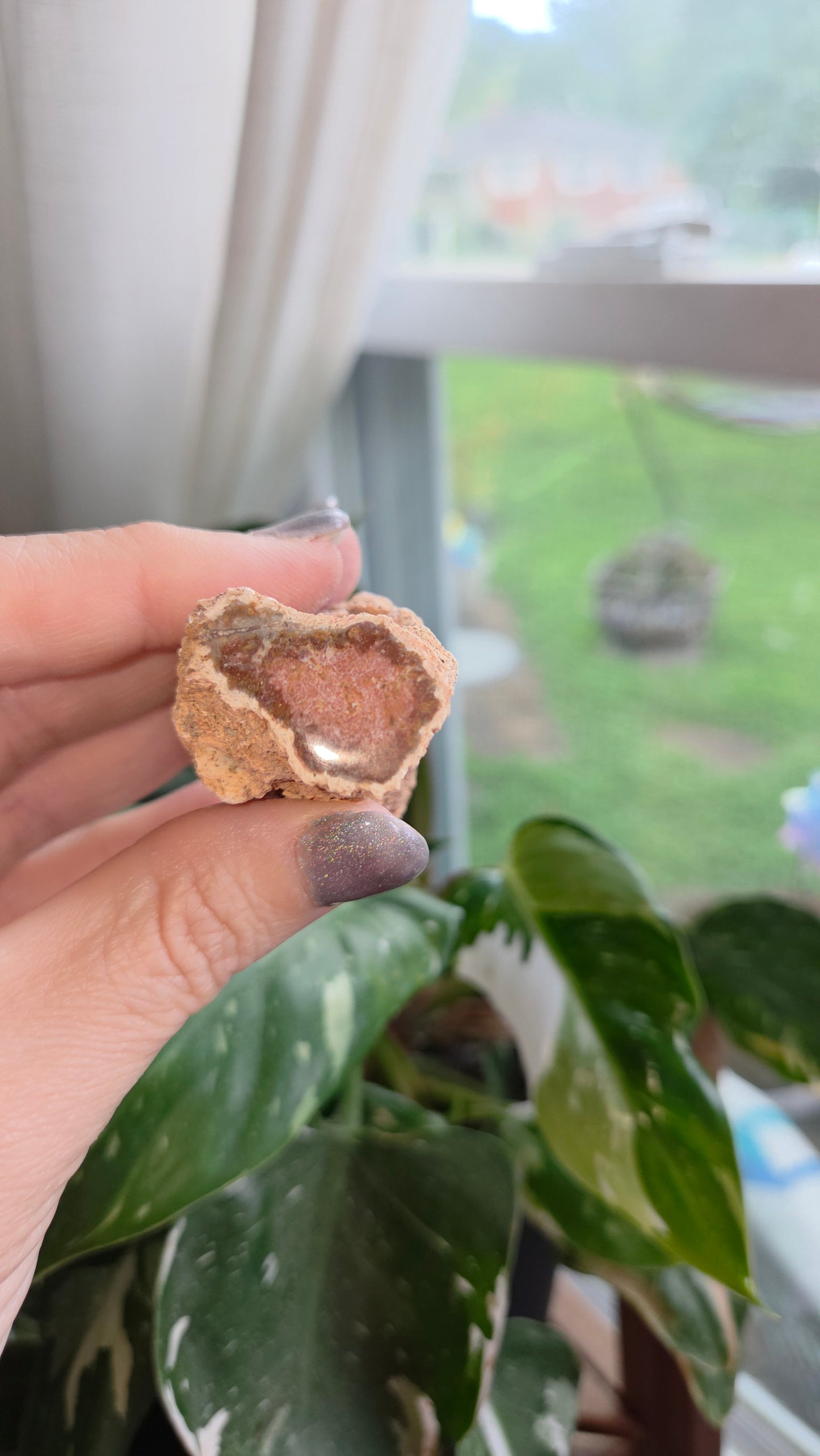 Petrified Wood Log (10z)