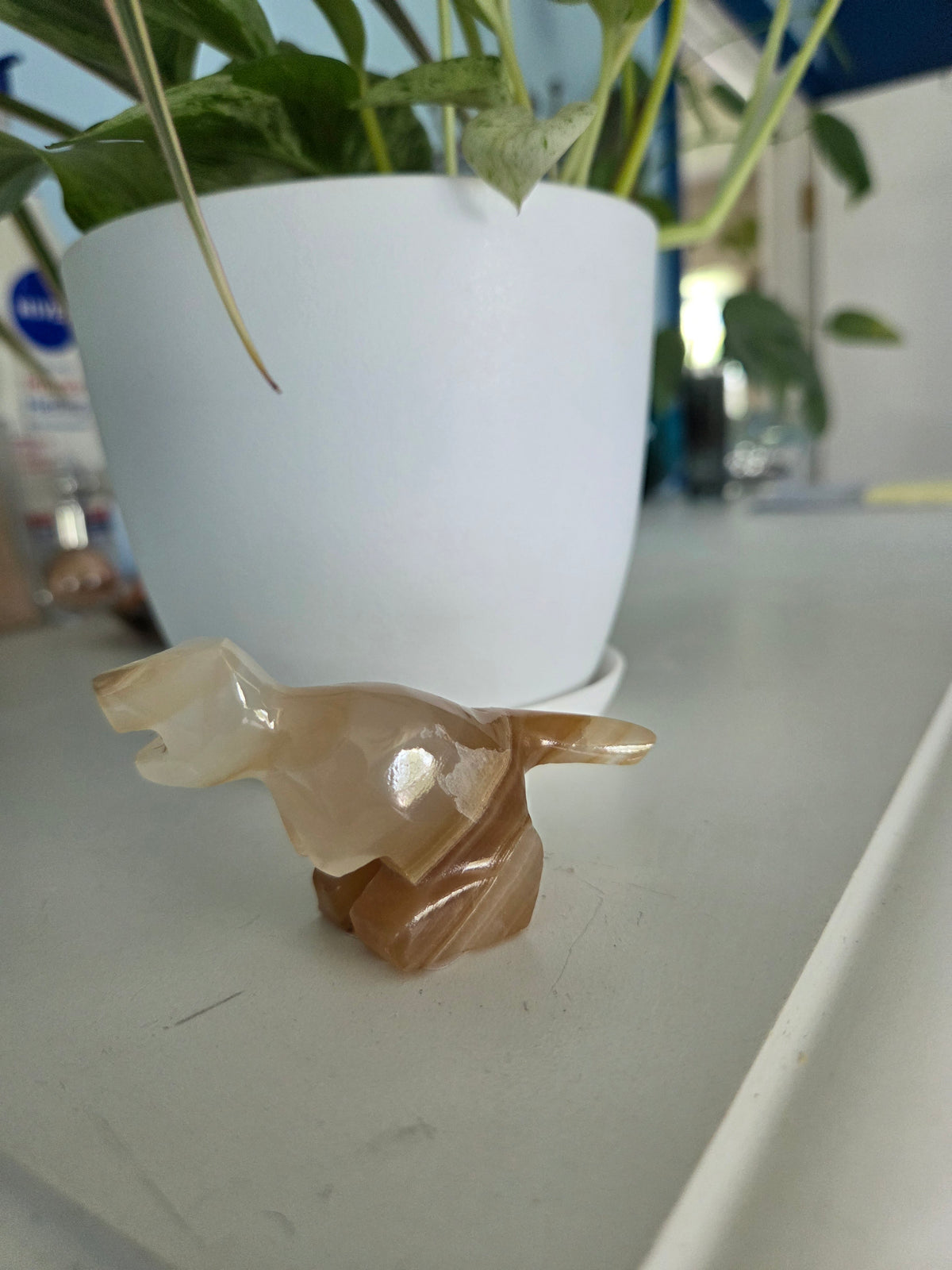 Dino (onyx)(E)