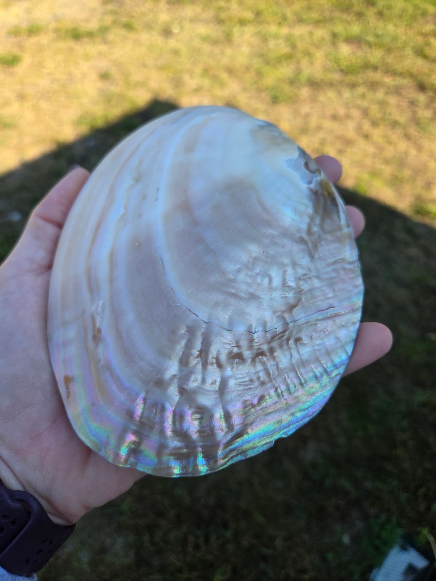 Iridescent Shell Bowl with Pearls