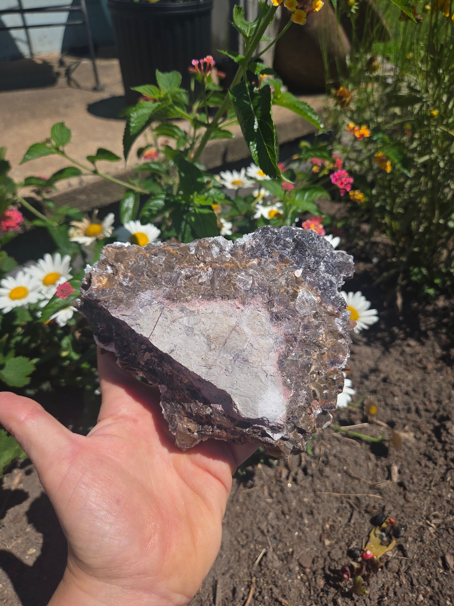 Dogtooth Calcite with Secondary Selenite Coating (Mexico)