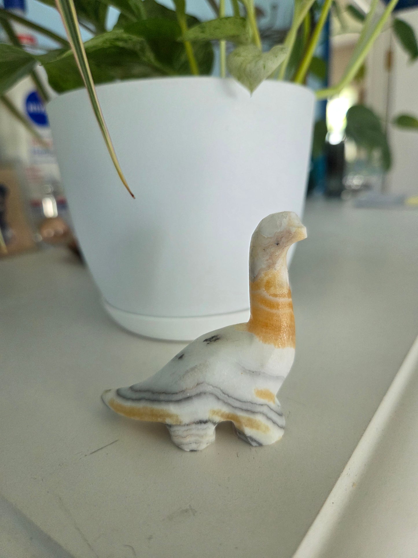 Dino (onyx)(C)