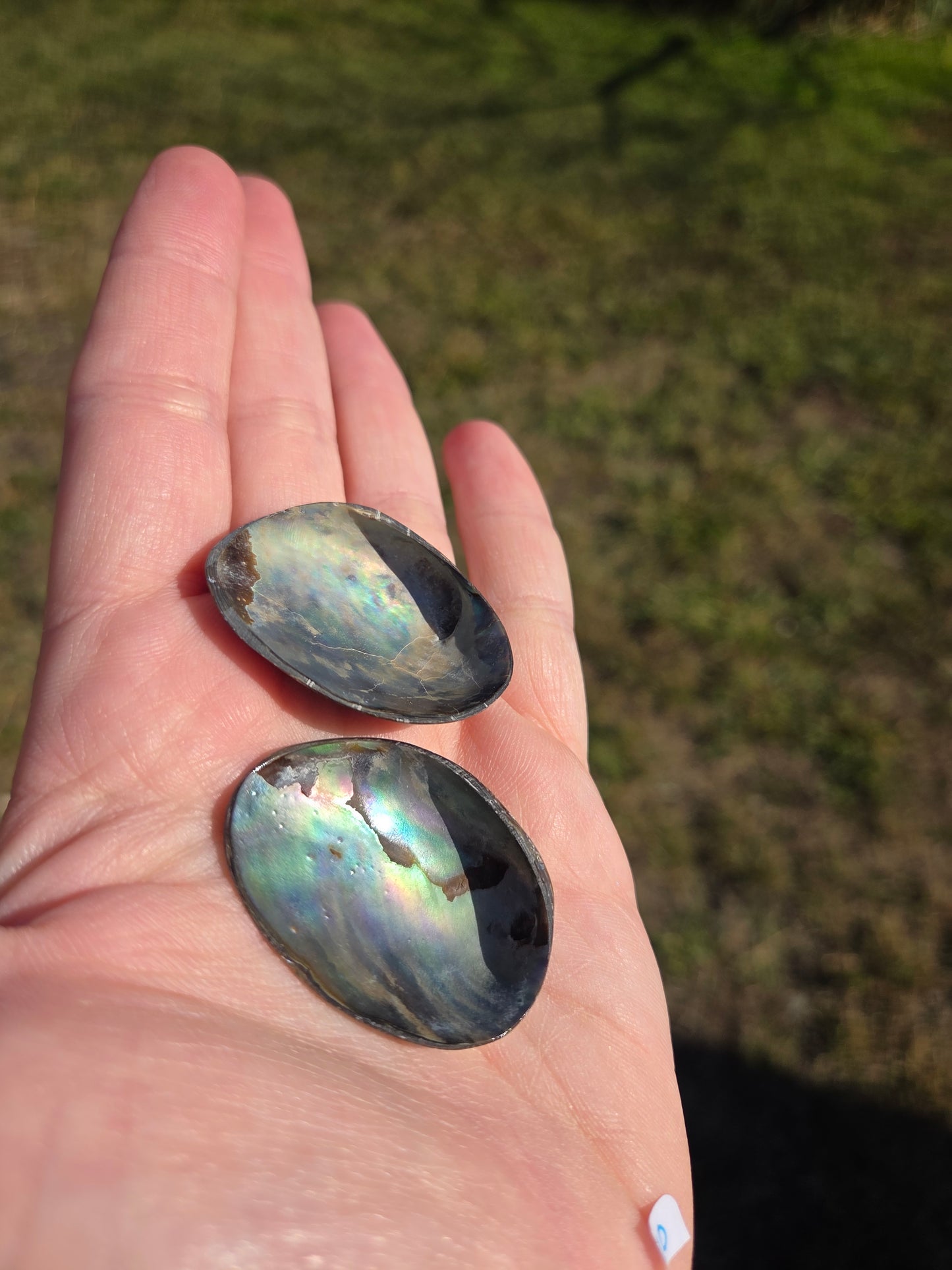 Mini Abalone Shell