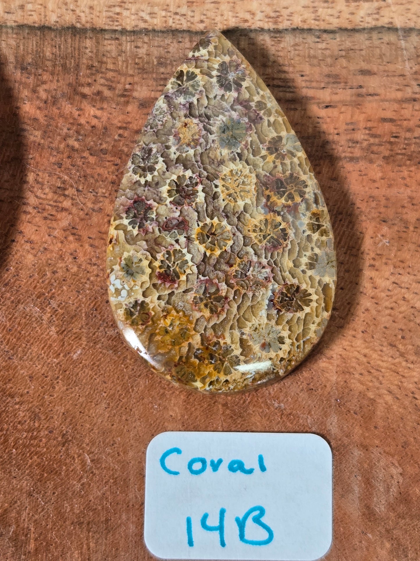 Coral Cabochon