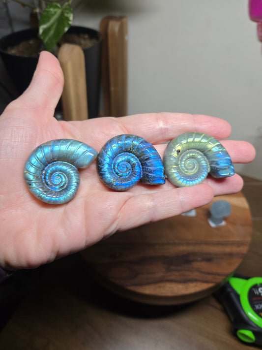 Comment to Claim Emma