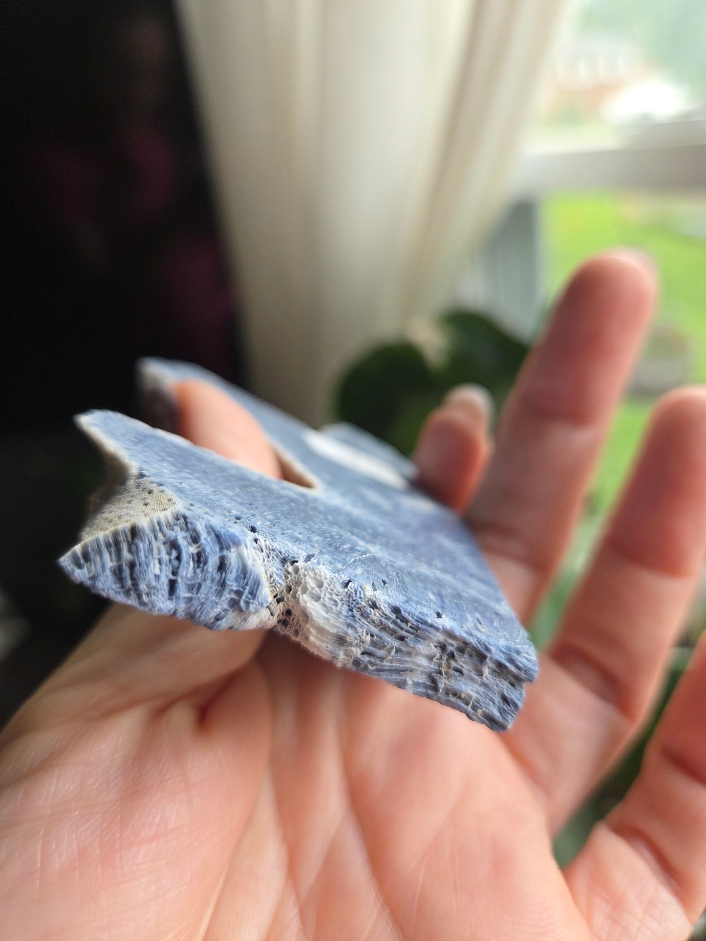 Blue Coral Slab (15p)