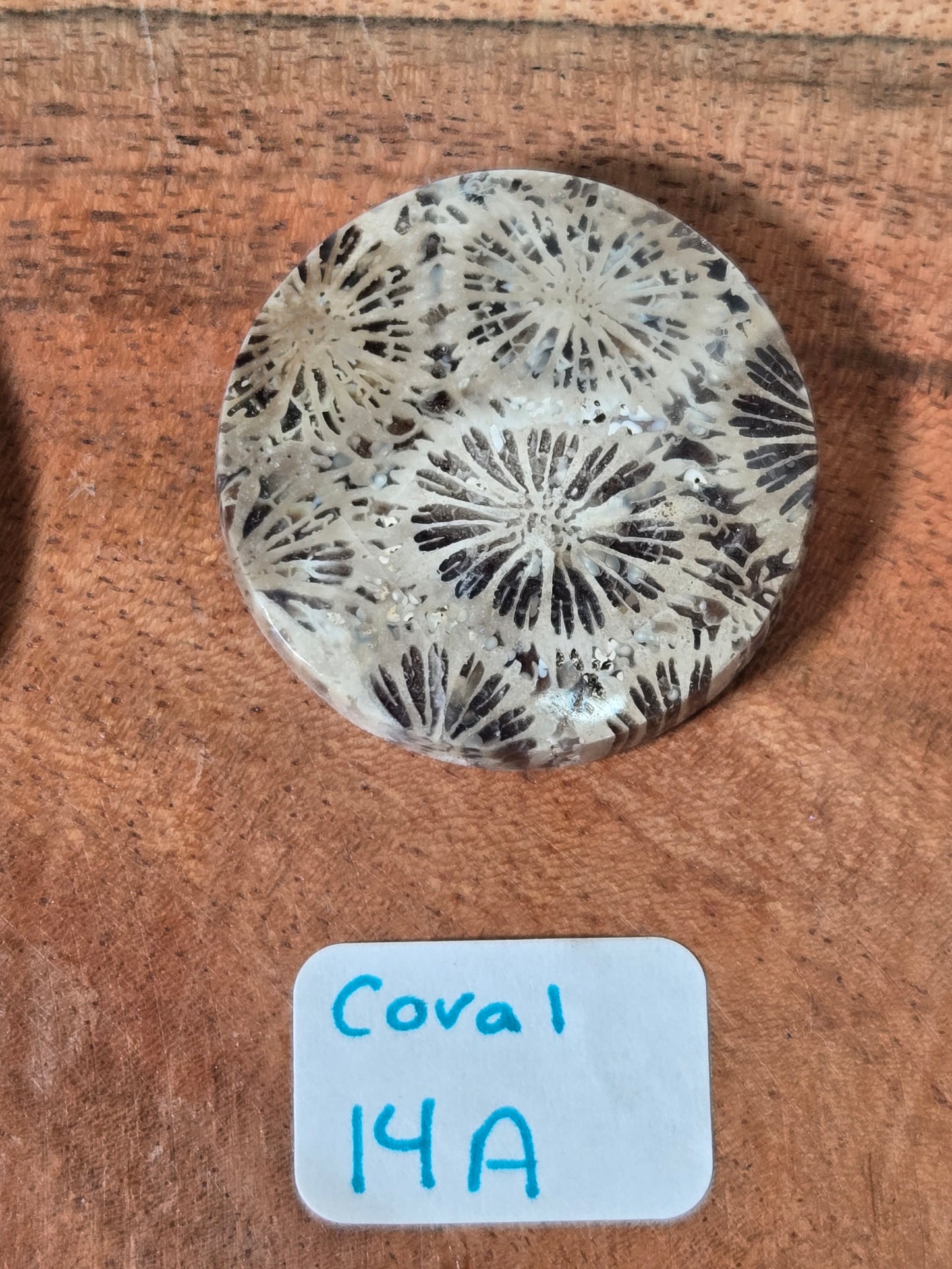 Coral Cabochon