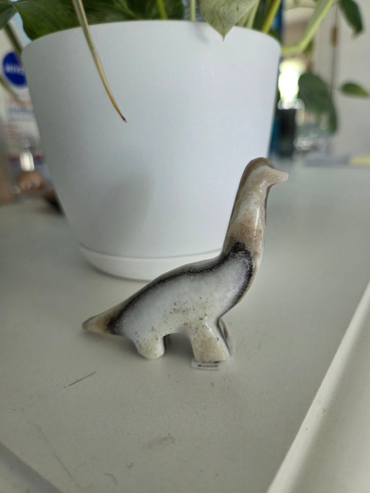 Dino (onyx)(C)