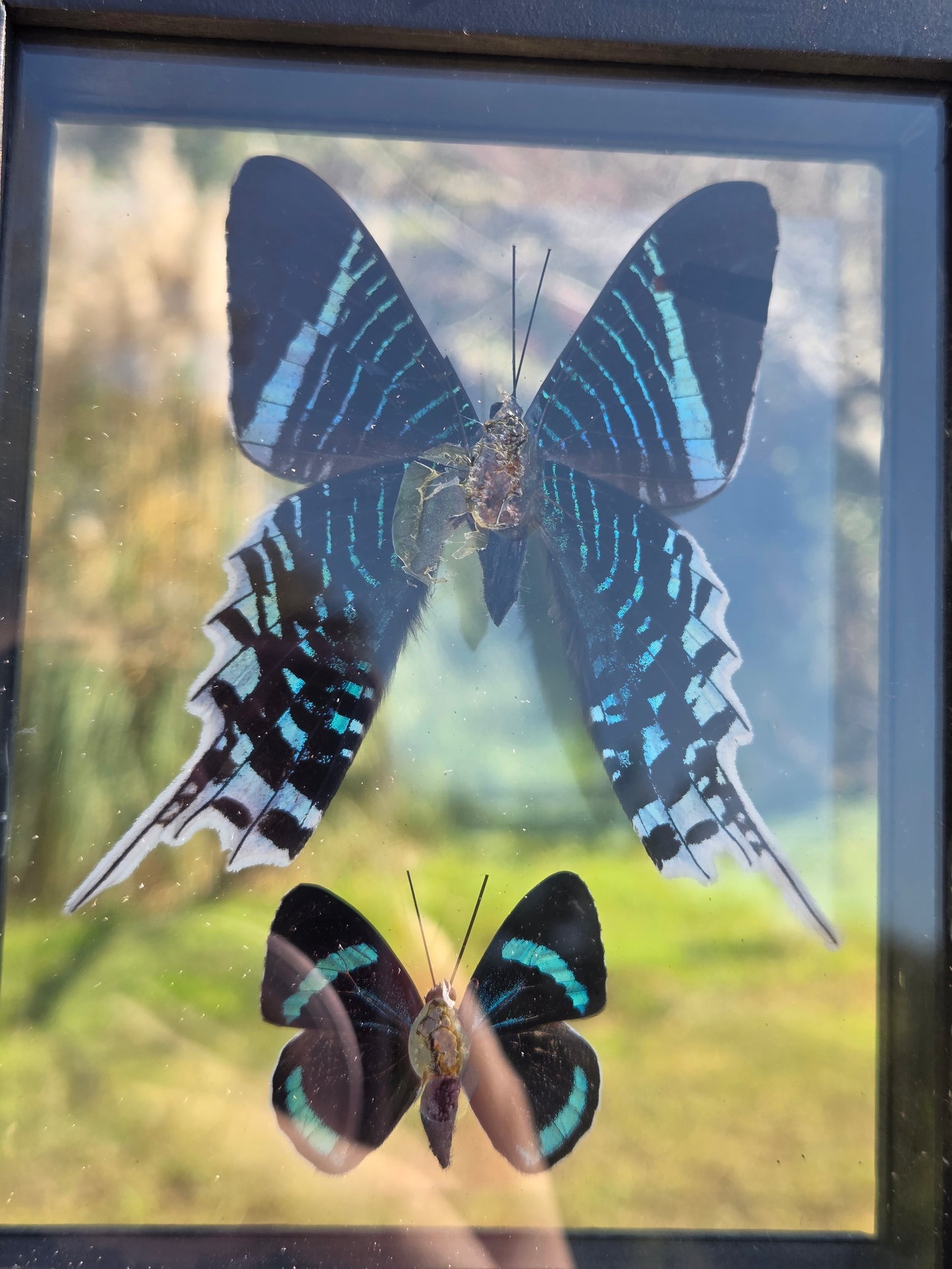 Butterflies in Frames