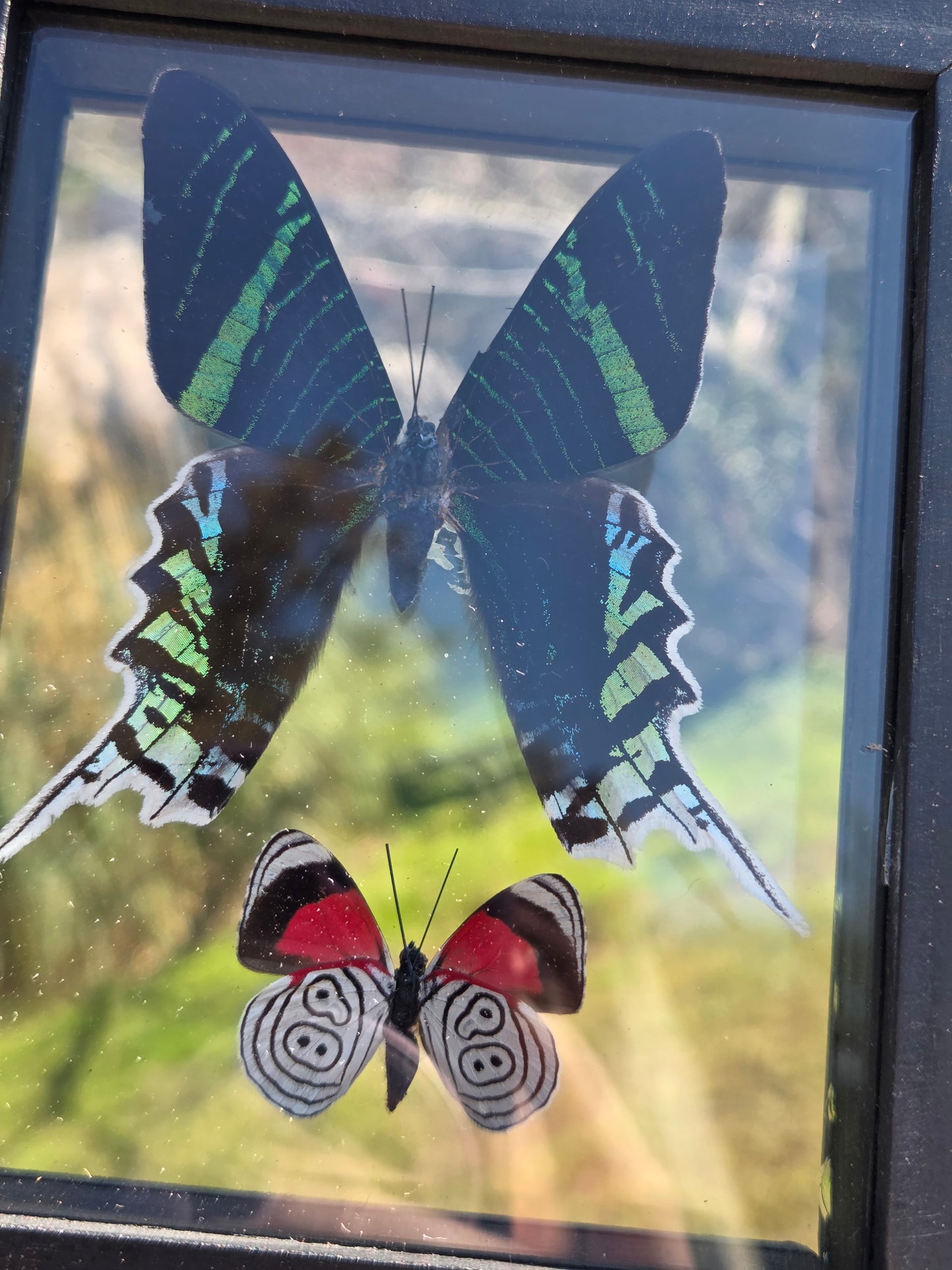 Butterflies in Frames