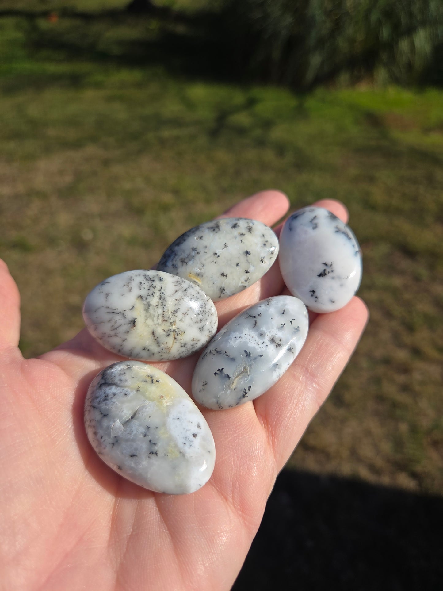 Dendritic Opal Mini Palms