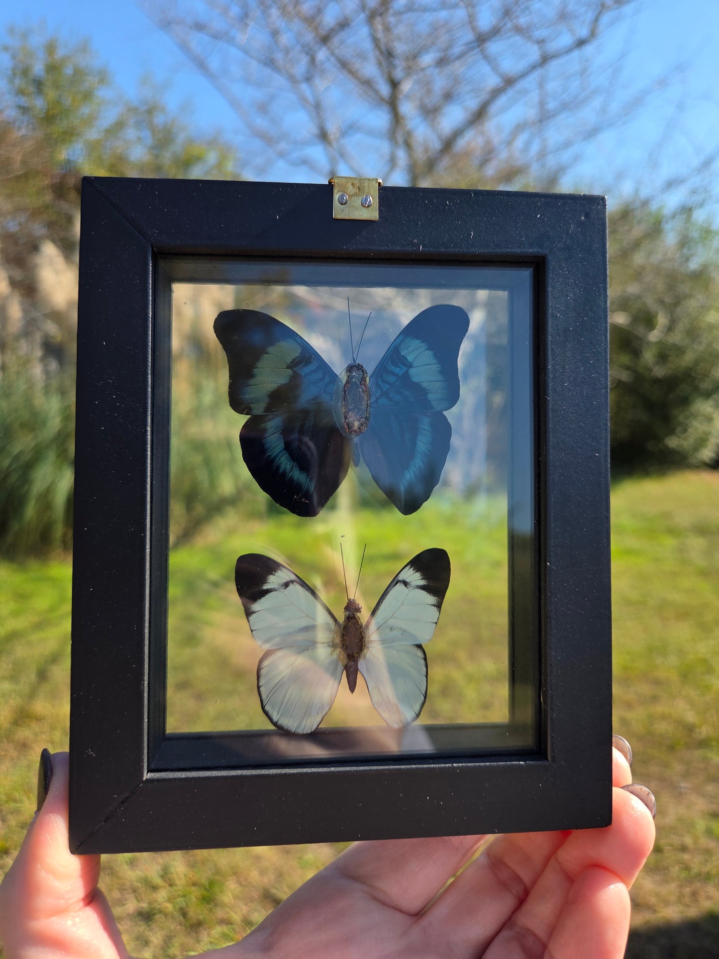 Butterflies in Frames