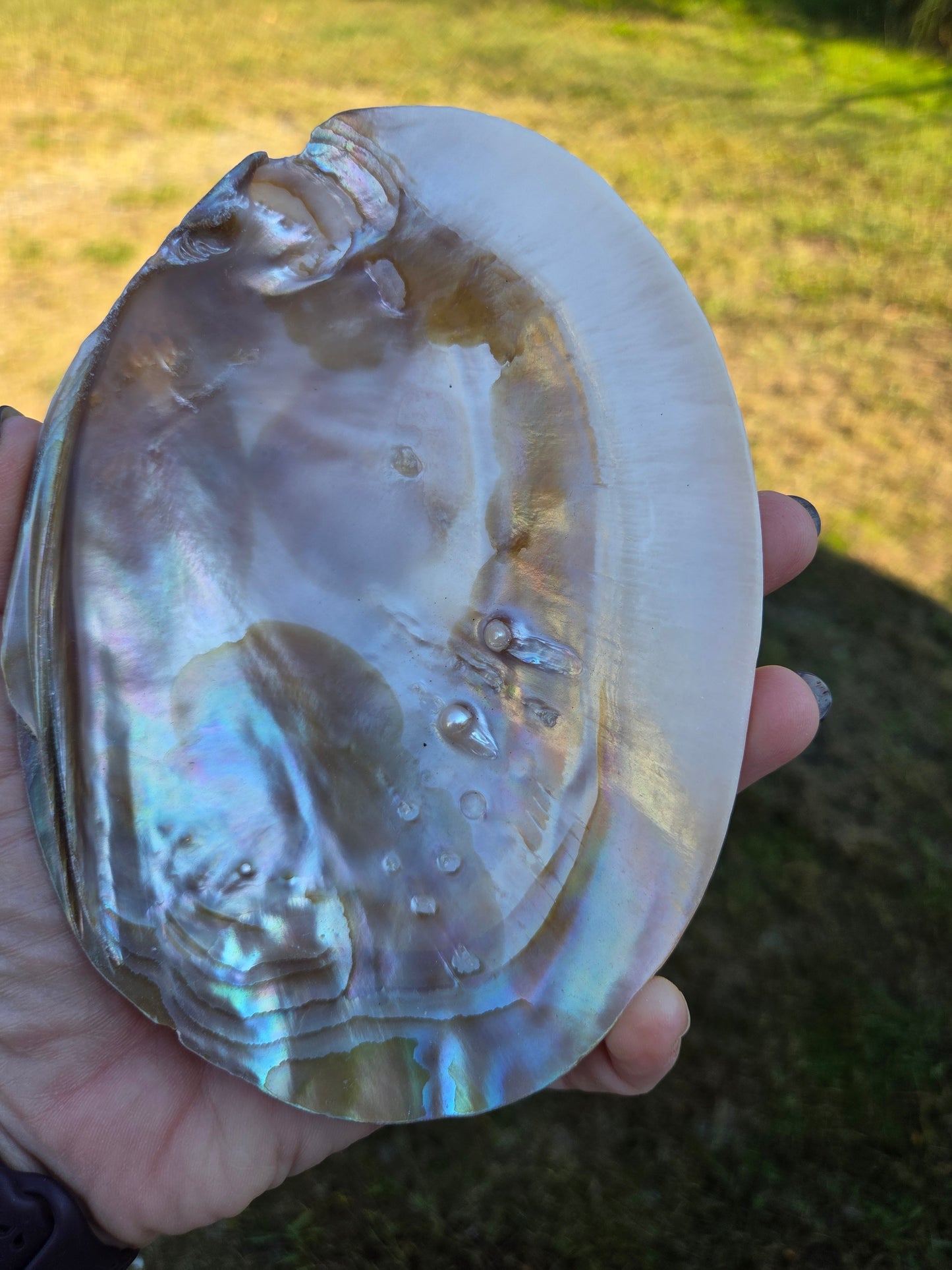 Iridescent Shell Bowl with Pearls