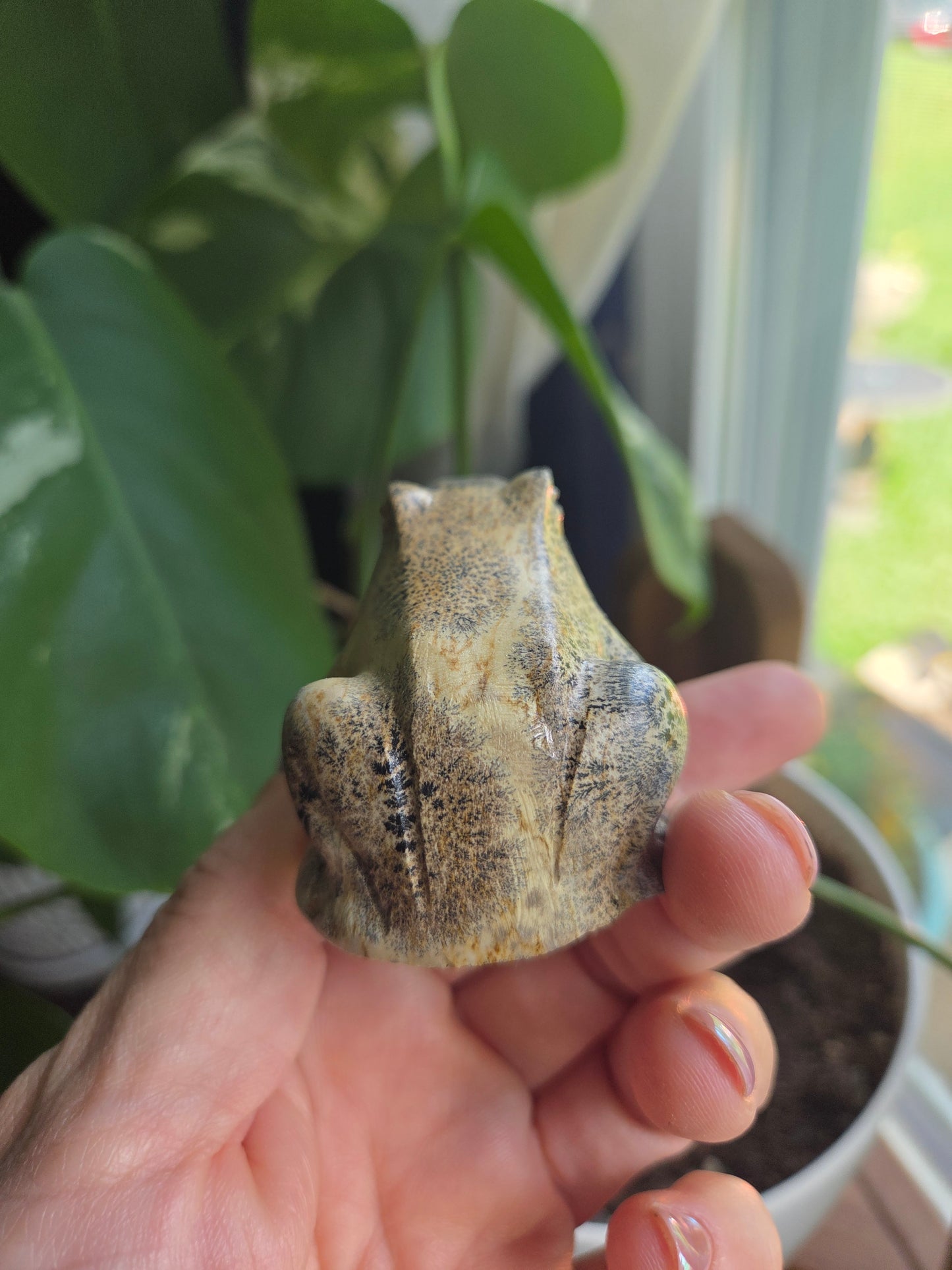 Picture Jasper Frog