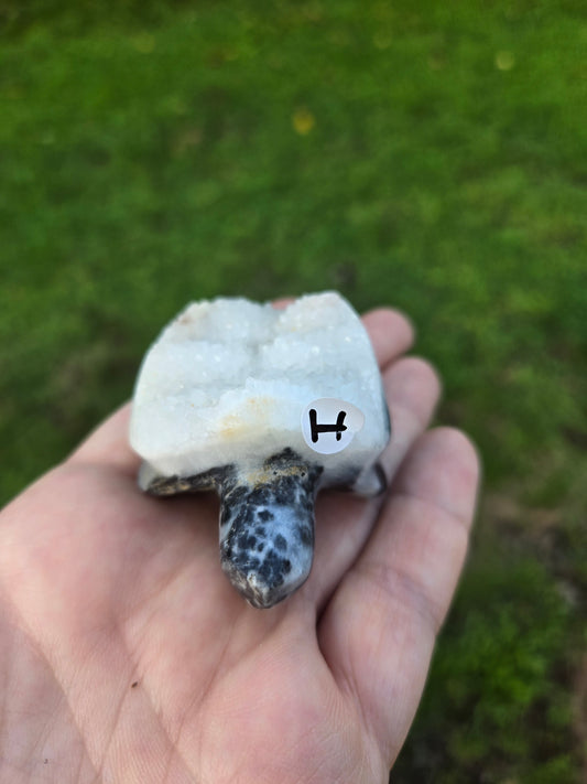 Turtle Carving (H)