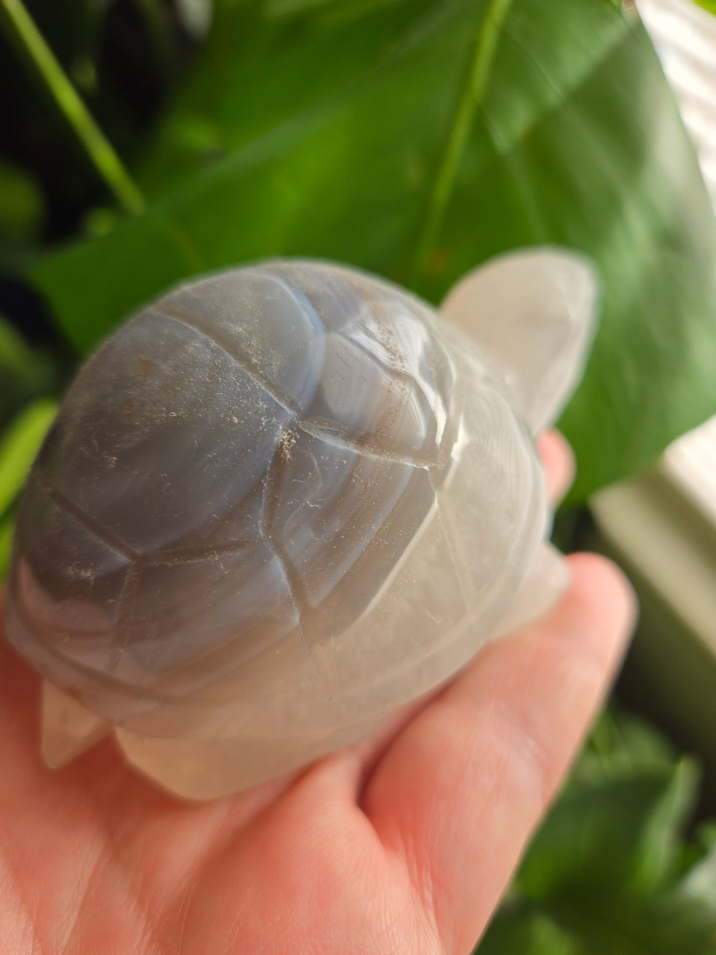 Agate Turtle