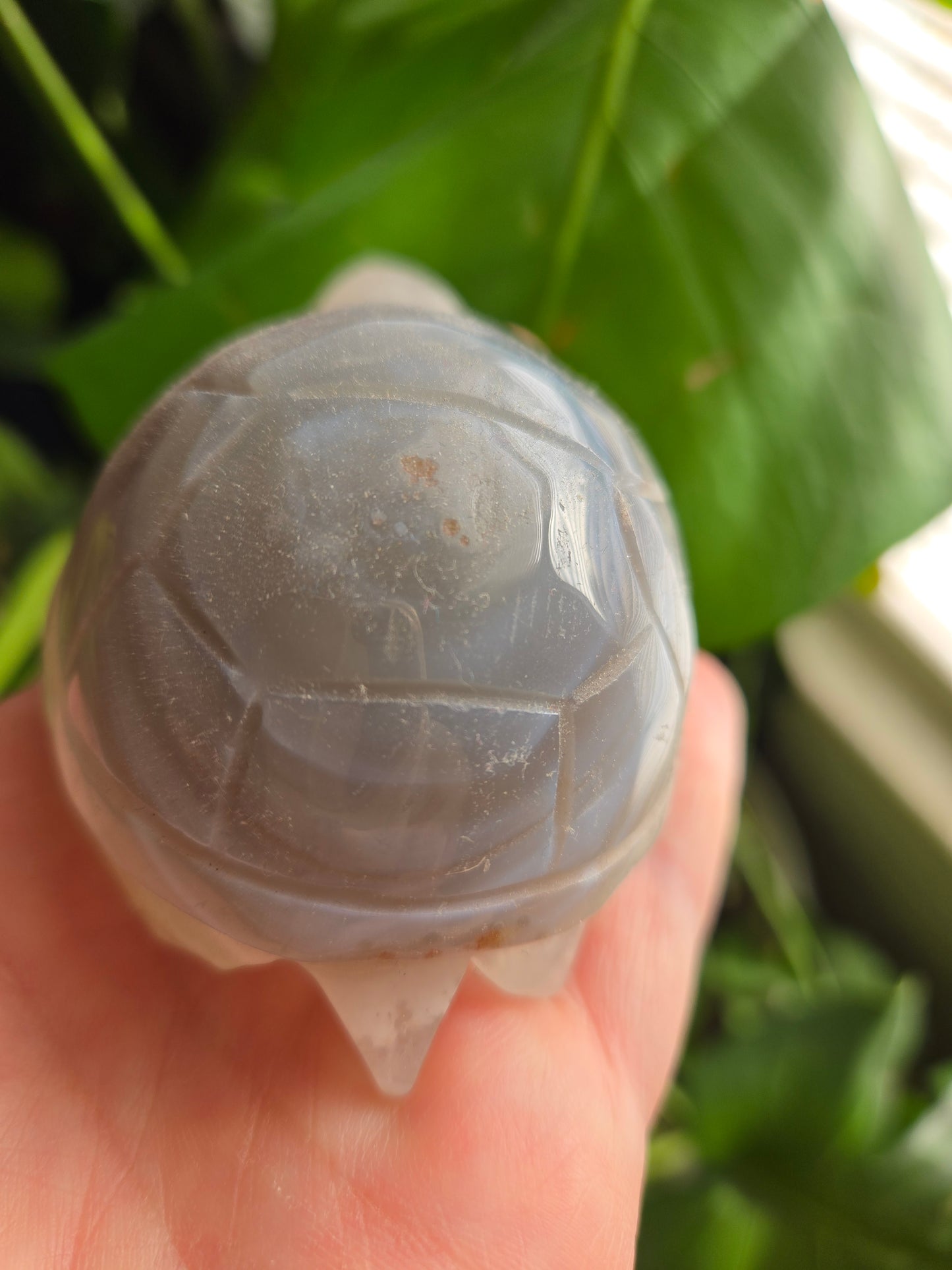Agate Turtle