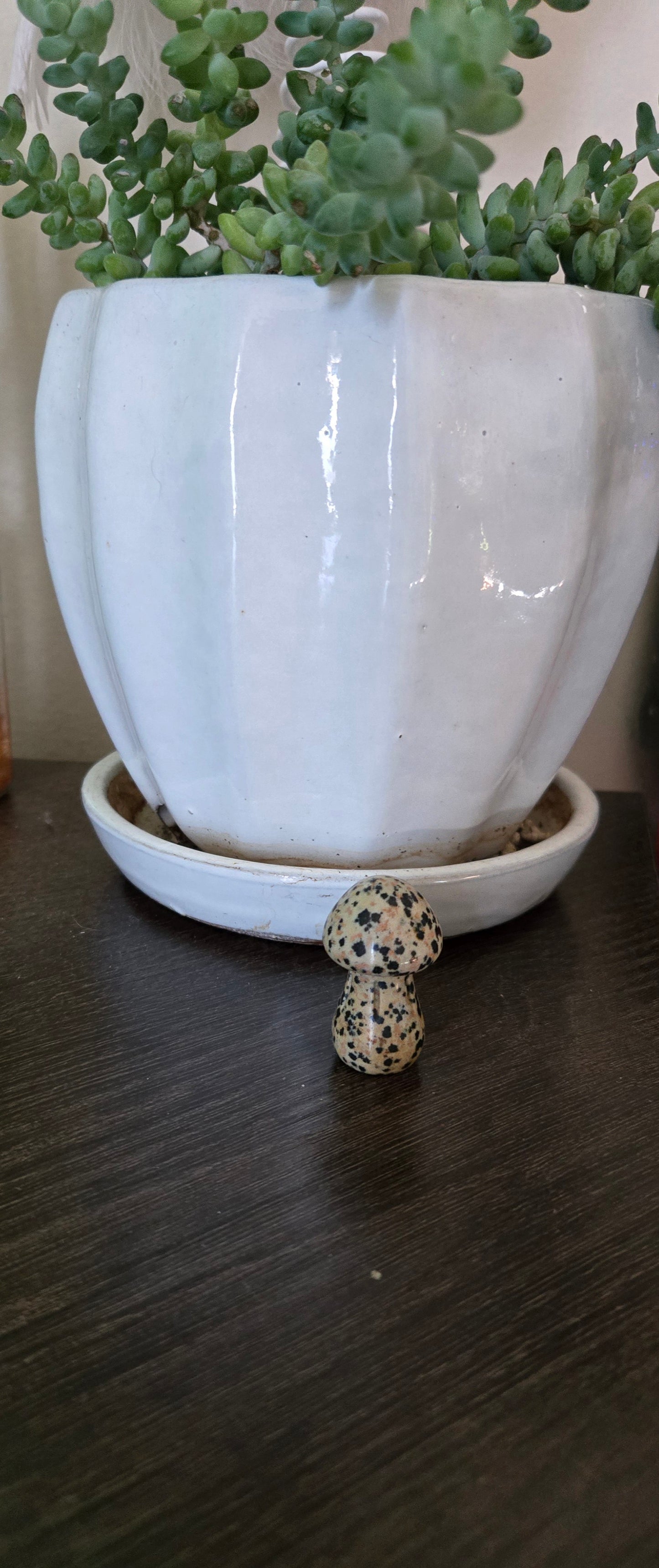 Dalmatian Jasper Mushroom