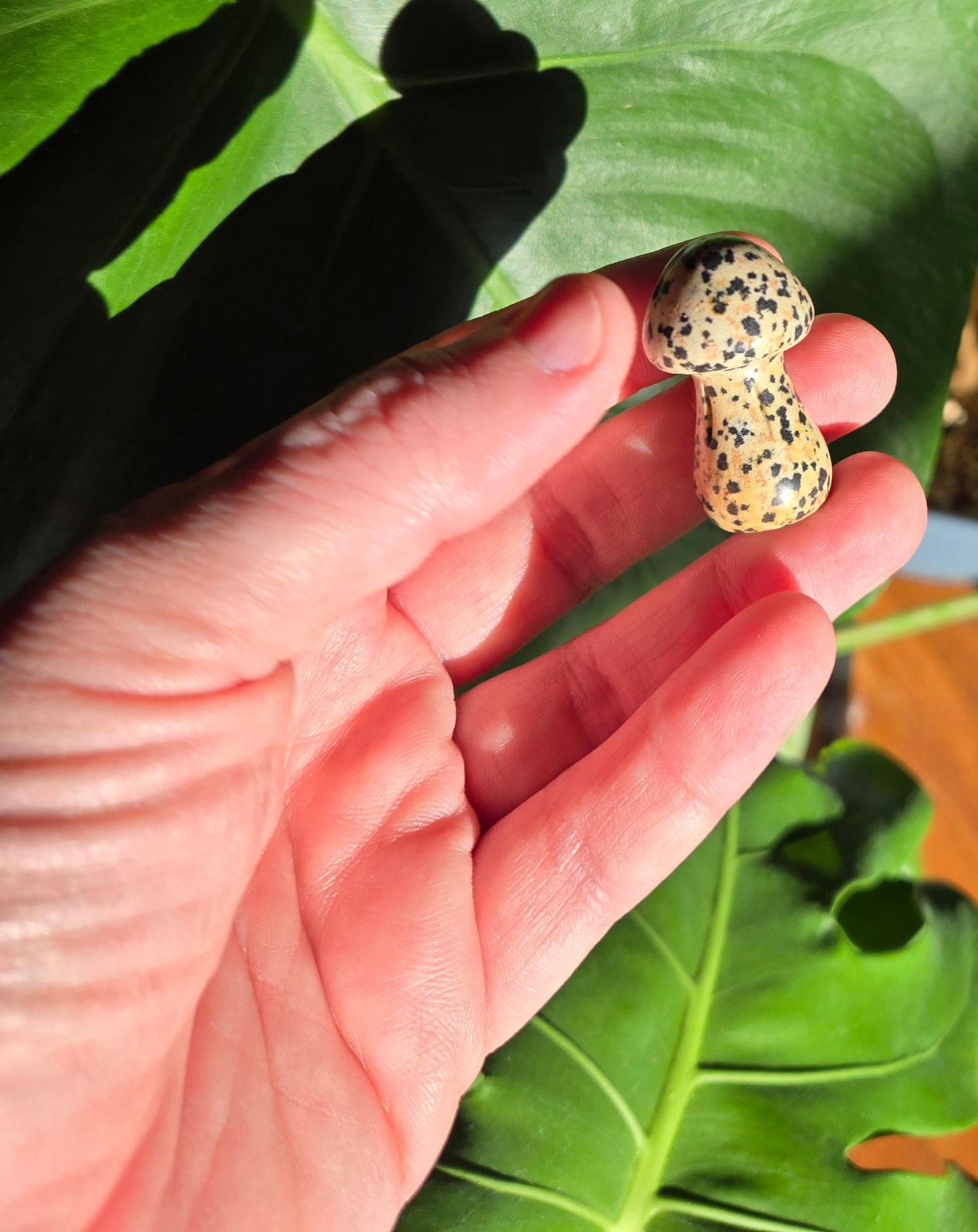 Dalmatian Jasper Mushroom