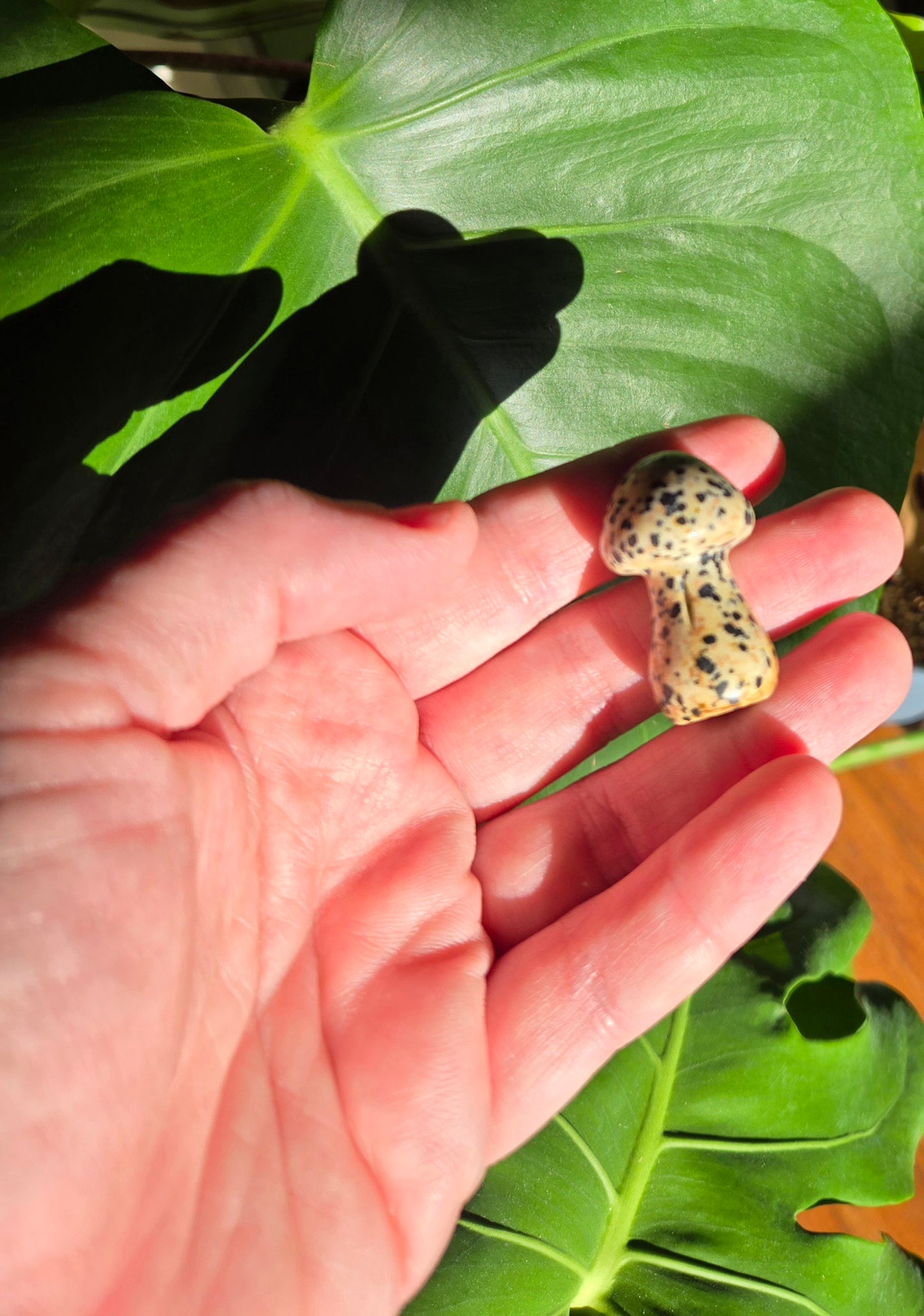 Dalmatian Jasper Mushroom