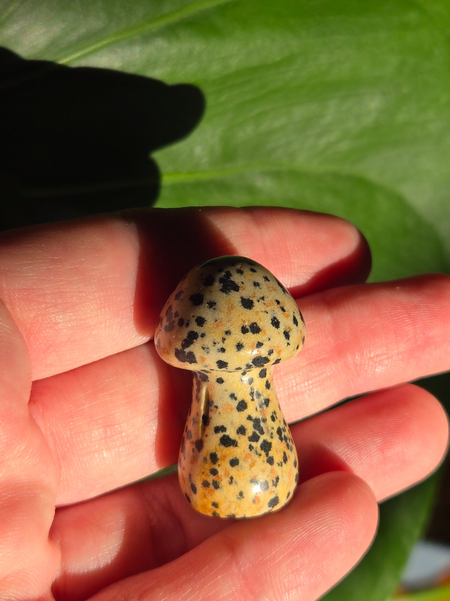 Dalmatian Jasper Mushroom