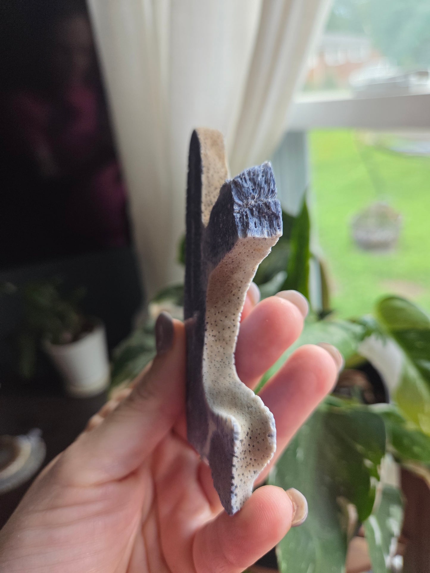 Blue Coral Slab (15p)