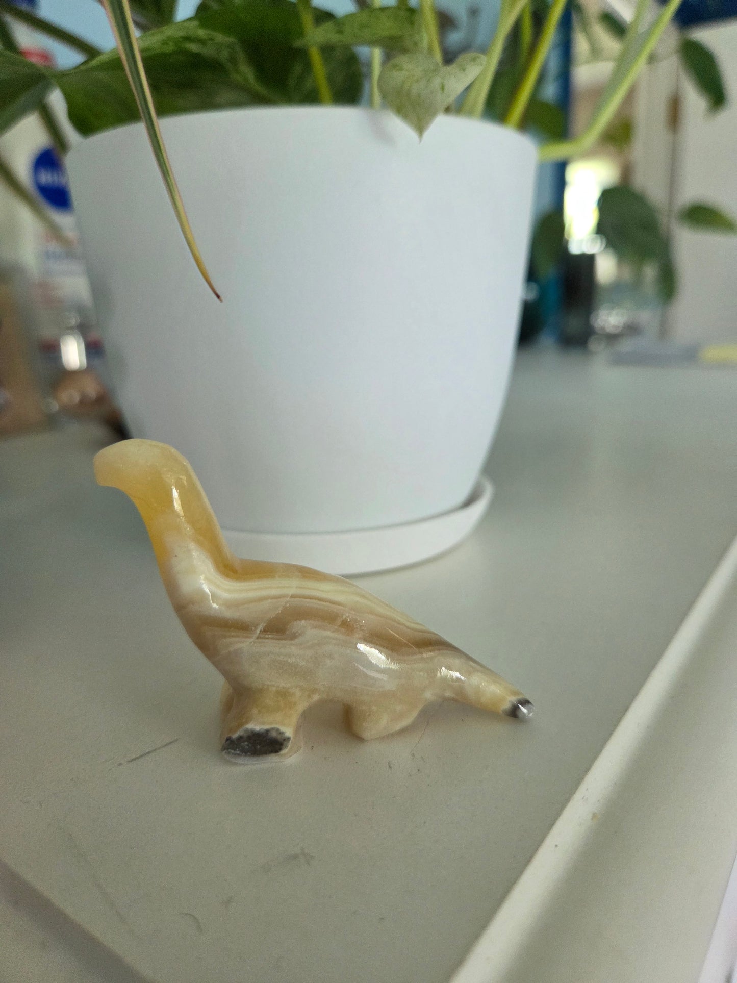 Dino (onyx)(A)