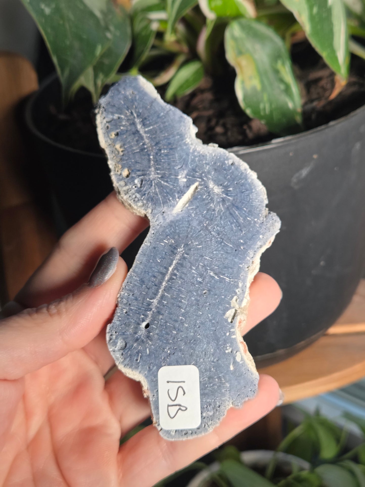 Blue Coral Slab