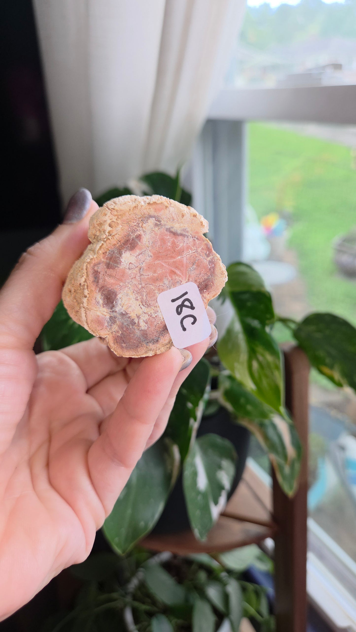 Petrified Wood Log (18c)