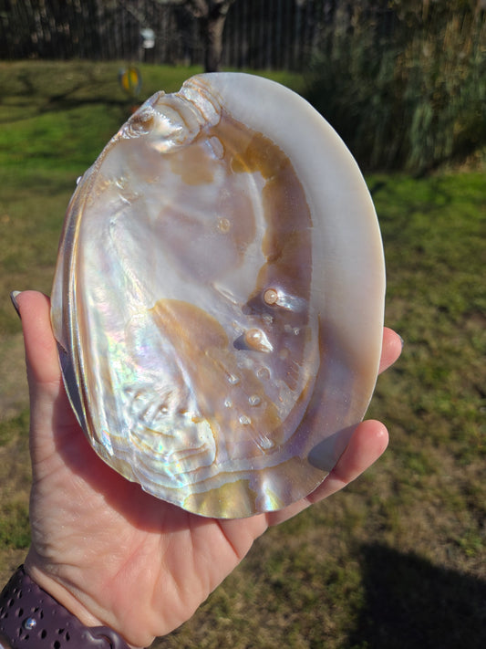 Iridescent Shell Bowl with Pearls