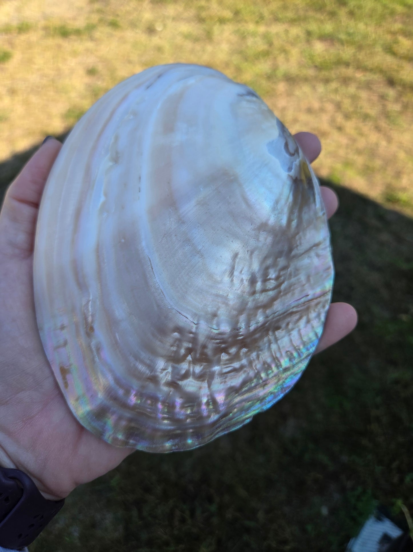 Iridescent Shell Bowl with Pearls