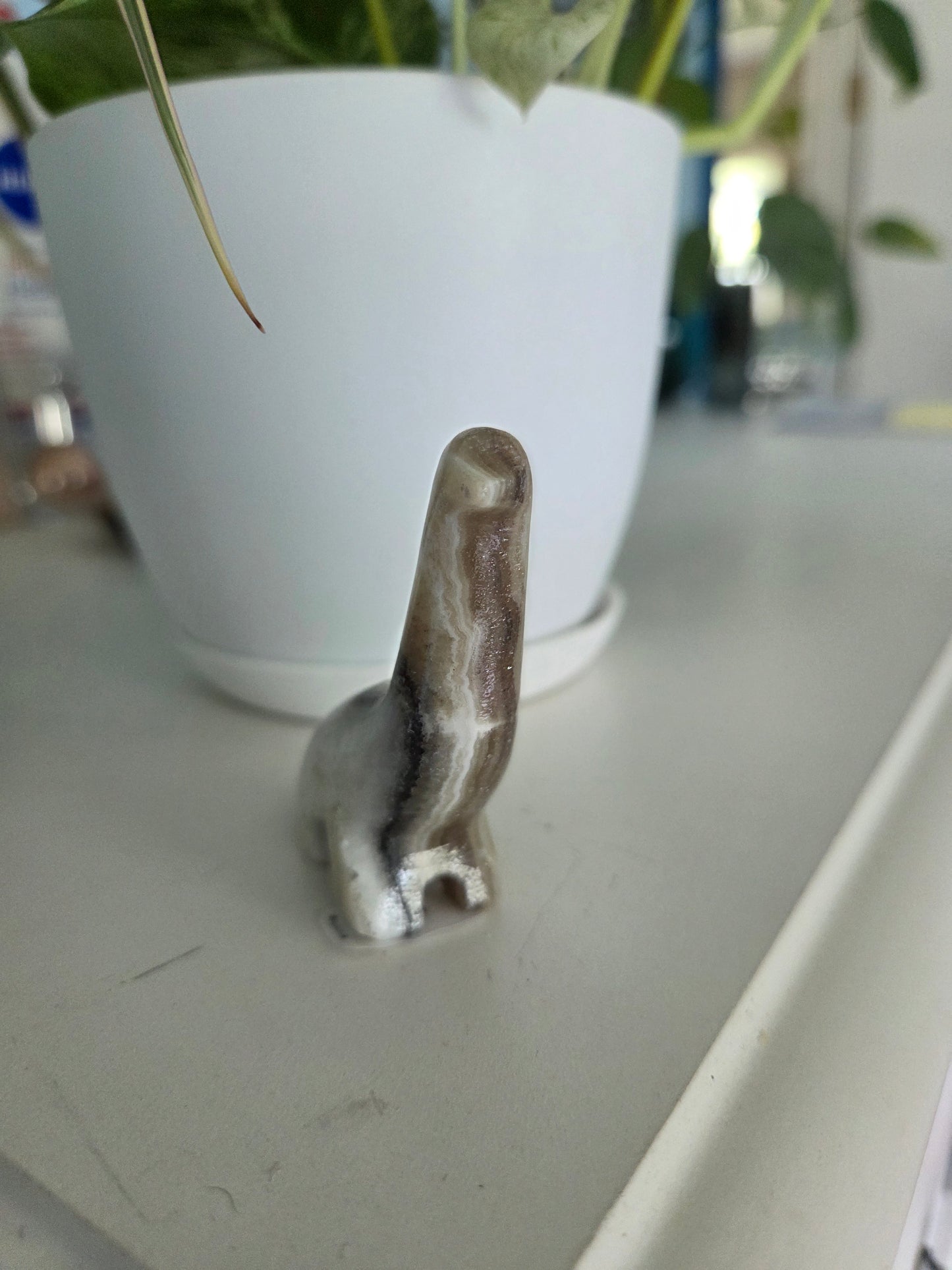 Dino (onyx)(C)