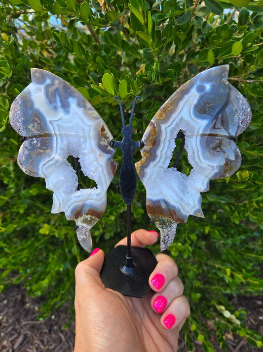 Scenic Moss Butterfly Wings 🦋