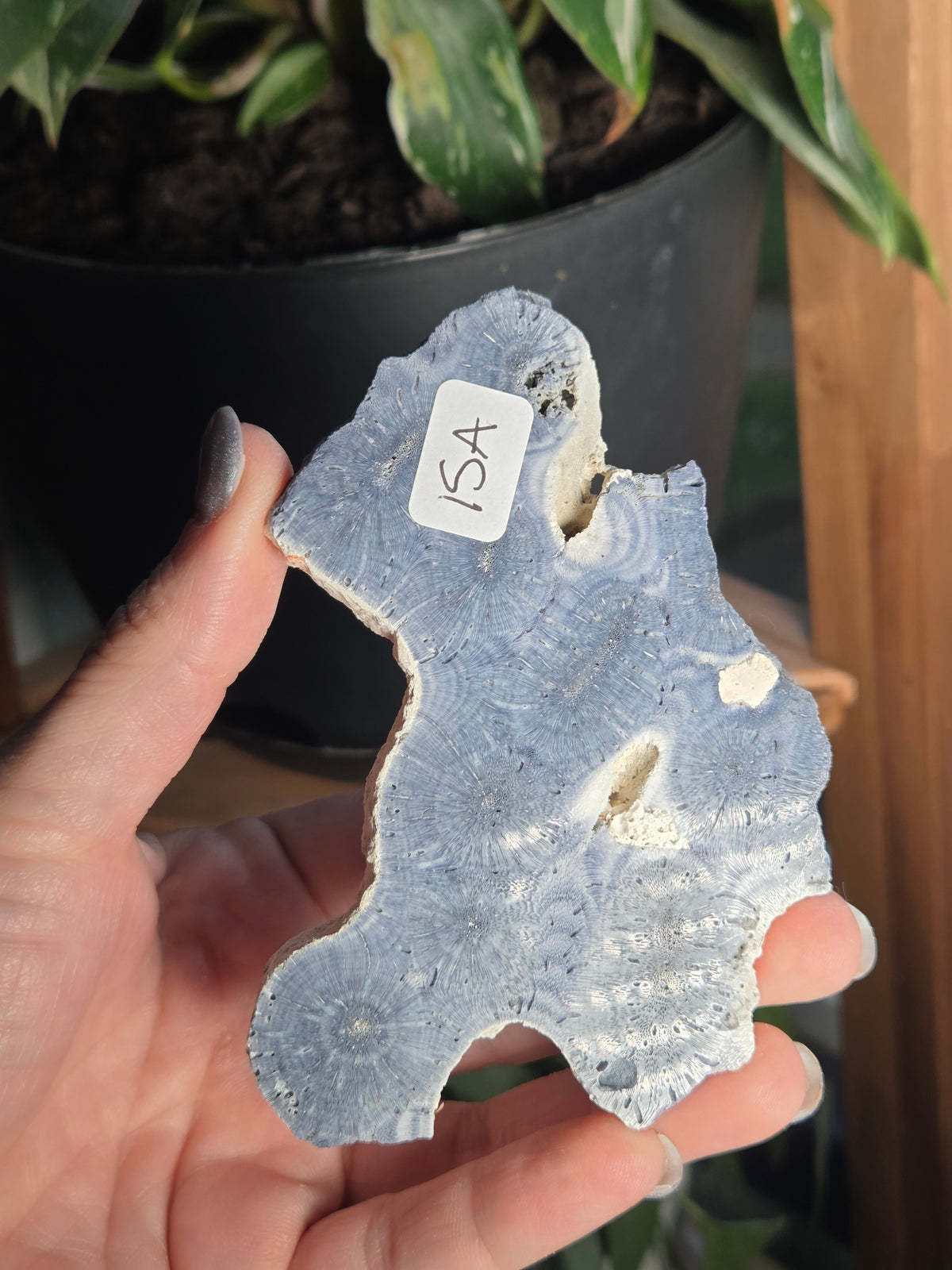 Blue Coral Slab