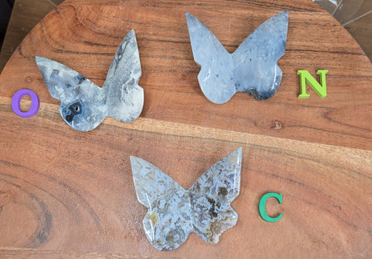 Blue Plume Butterfly