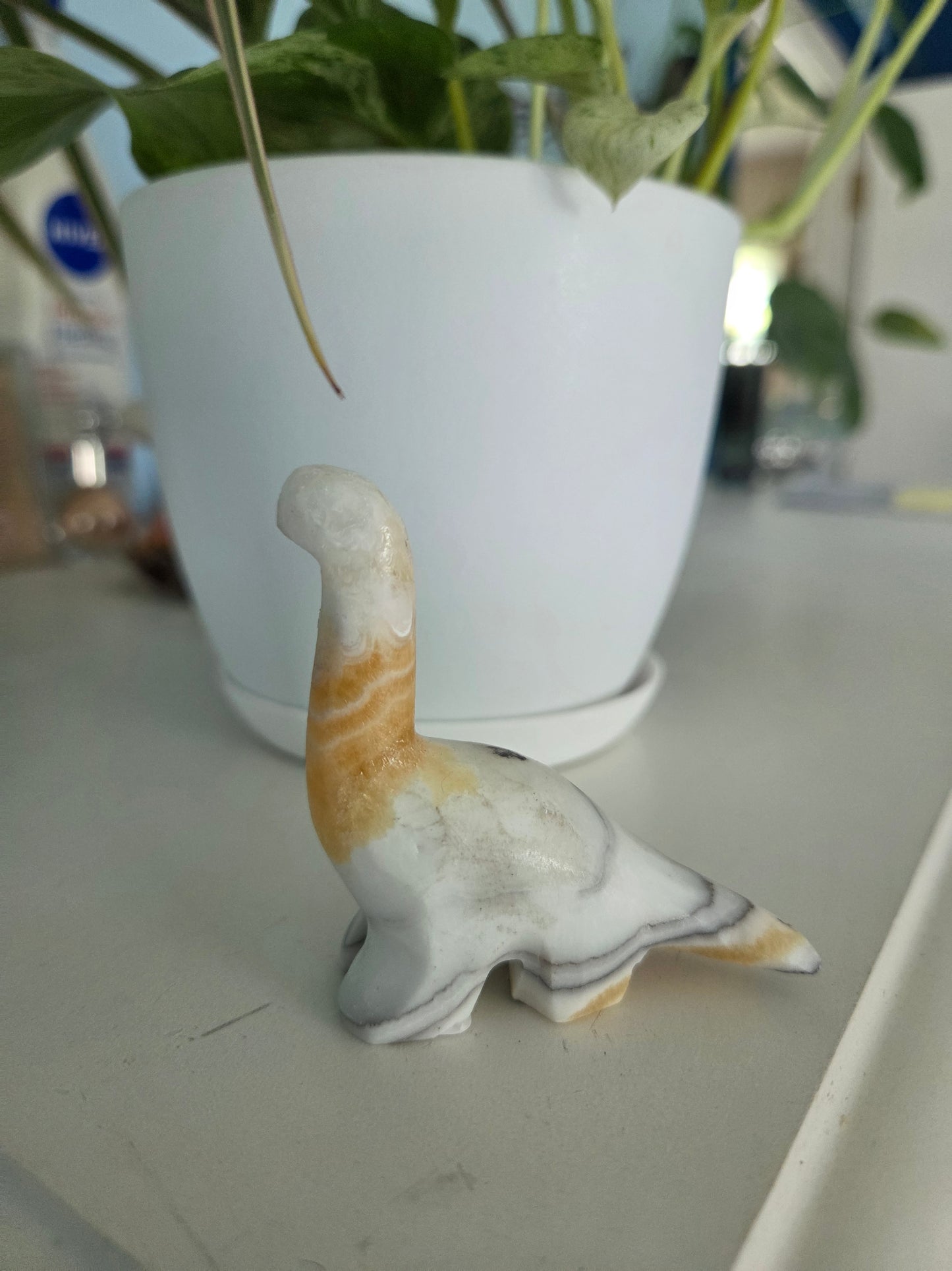 Dino (onyx)(C)