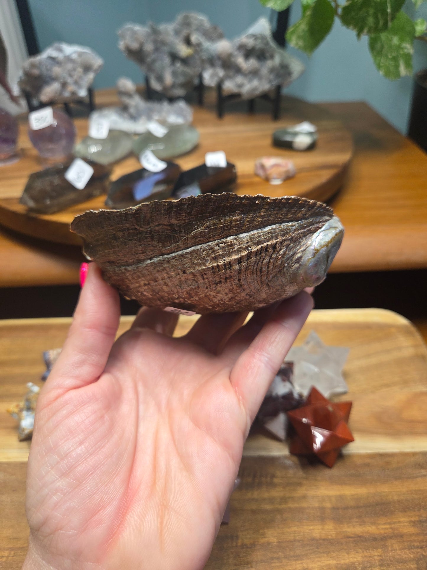 Abalone Shell Bowl