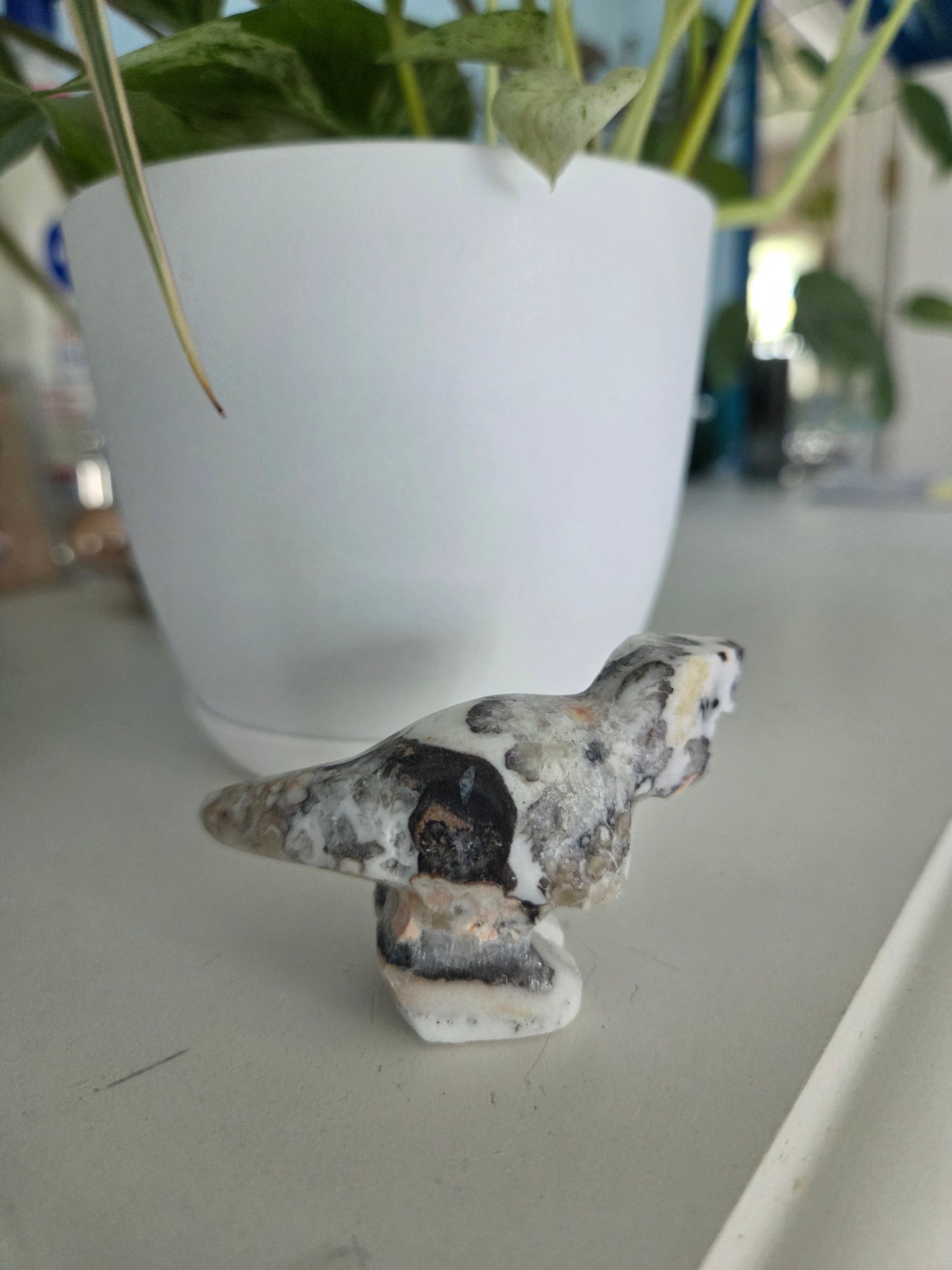 Dino (onyx)(Q)