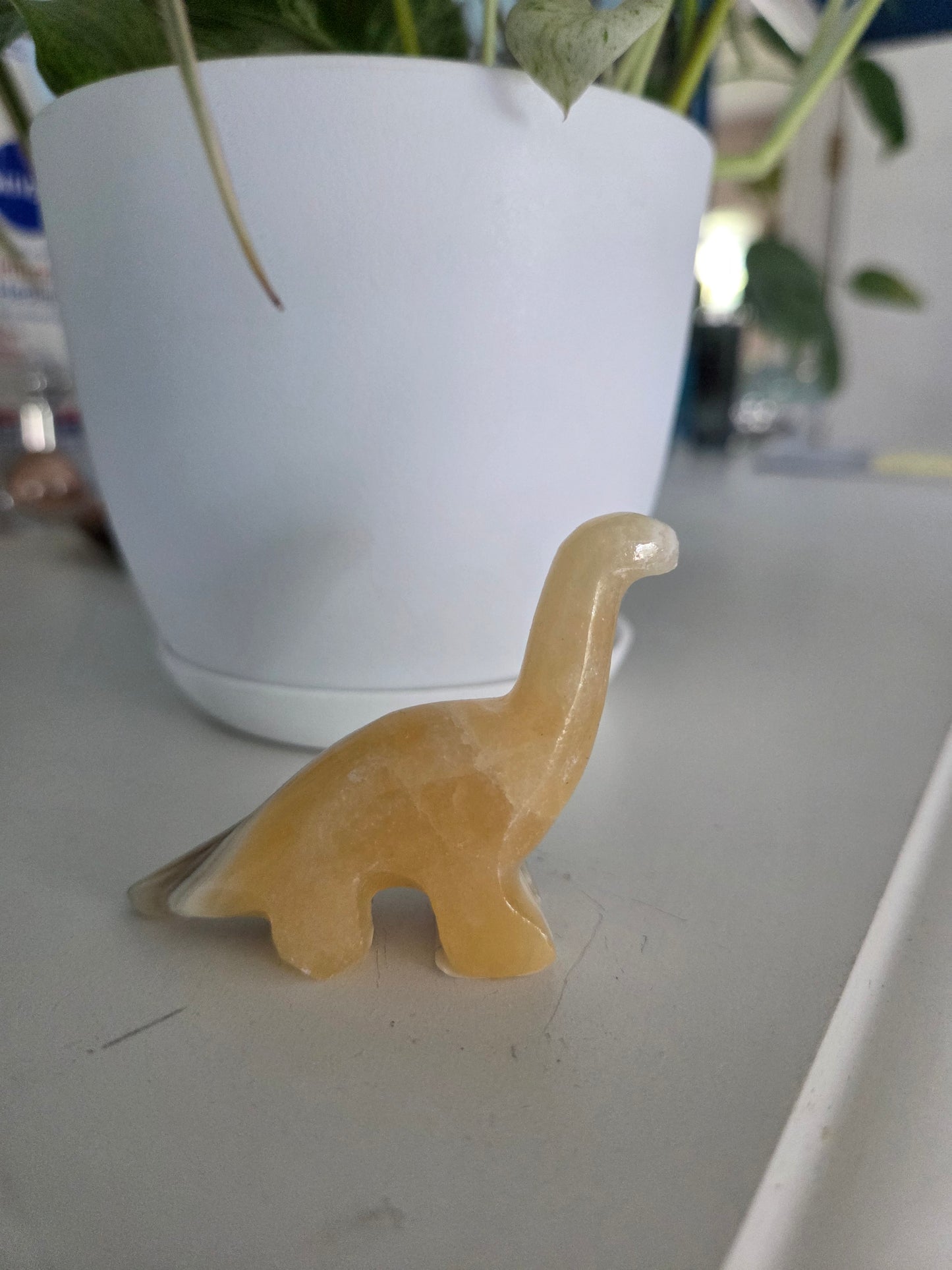 Dino (onyx)(A)