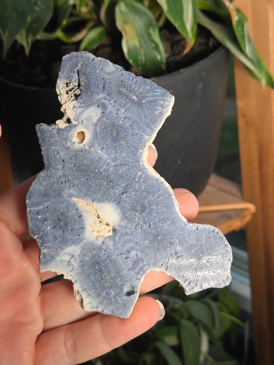 Blue Coral Slab