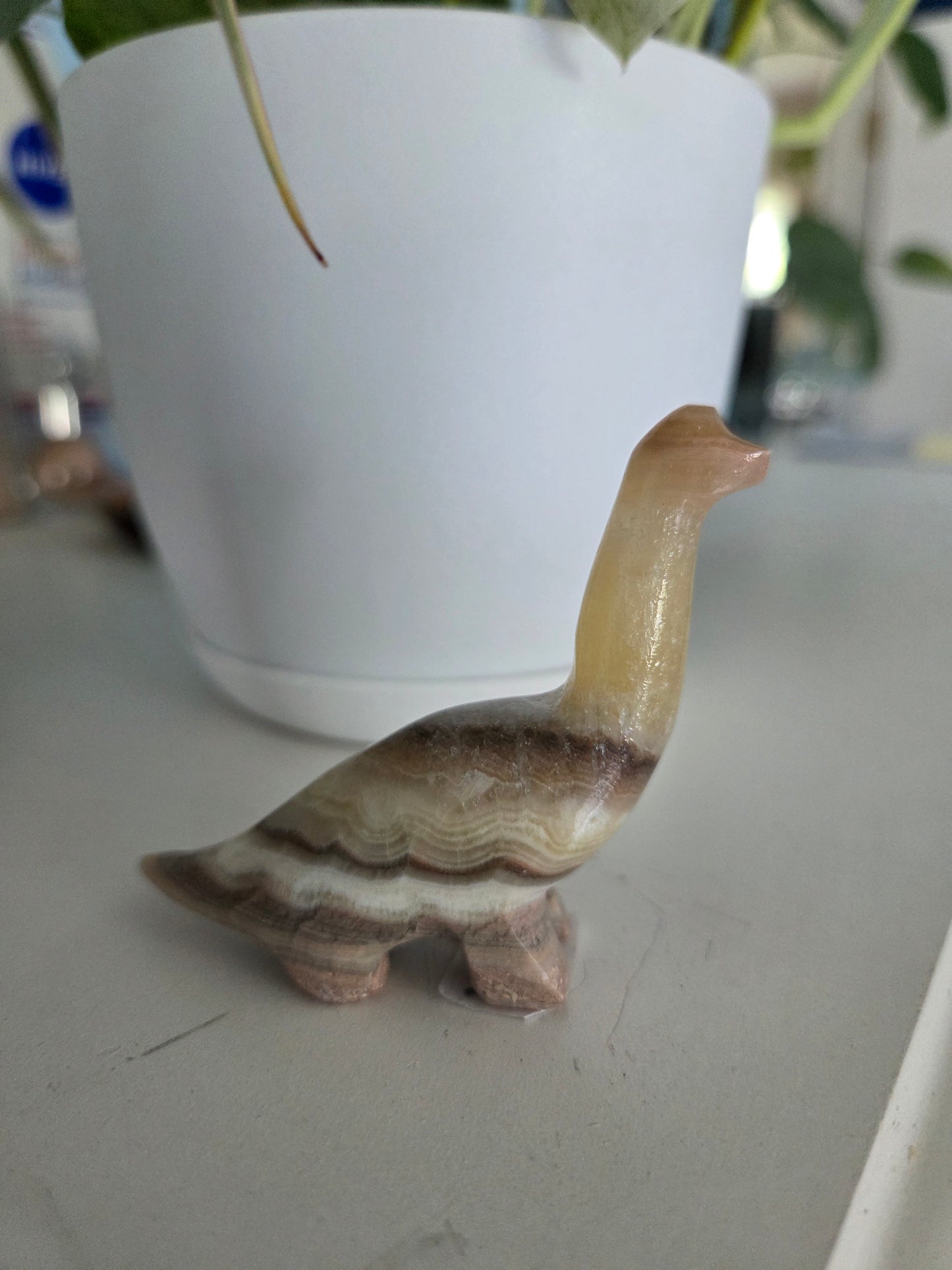 Dino (onyx)(E)