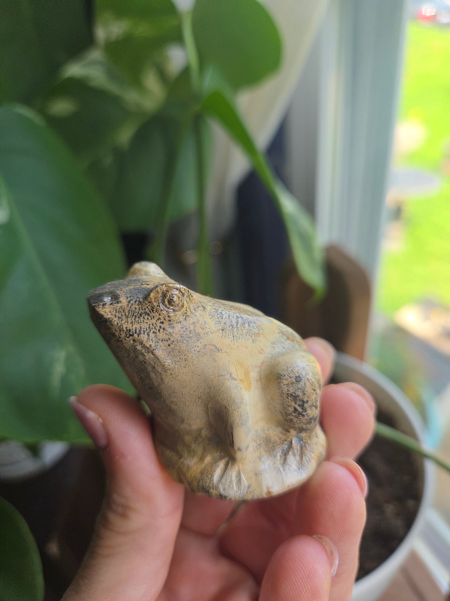 Picture Jasper Frog