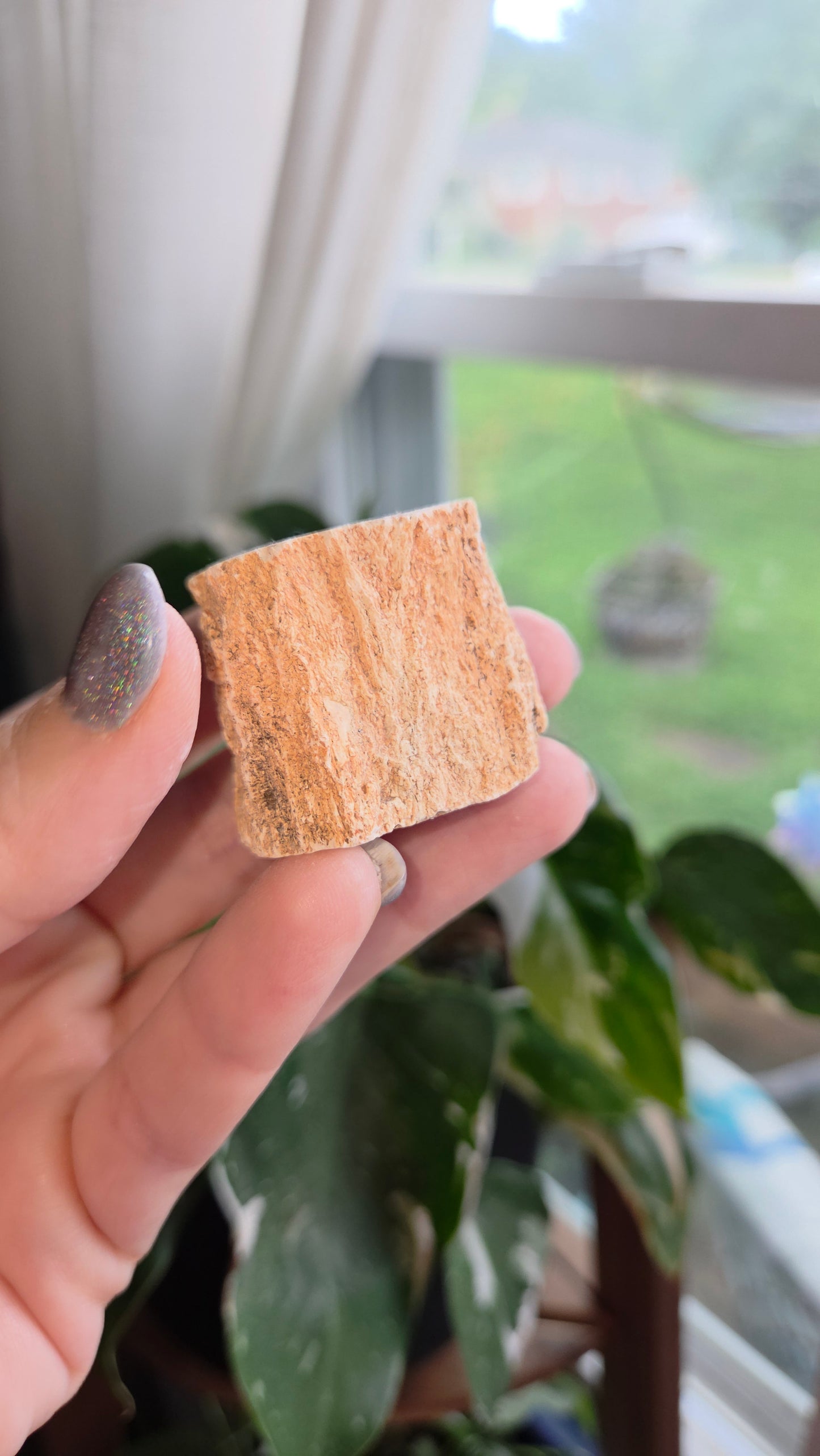 Petrified Wood Log (8d)