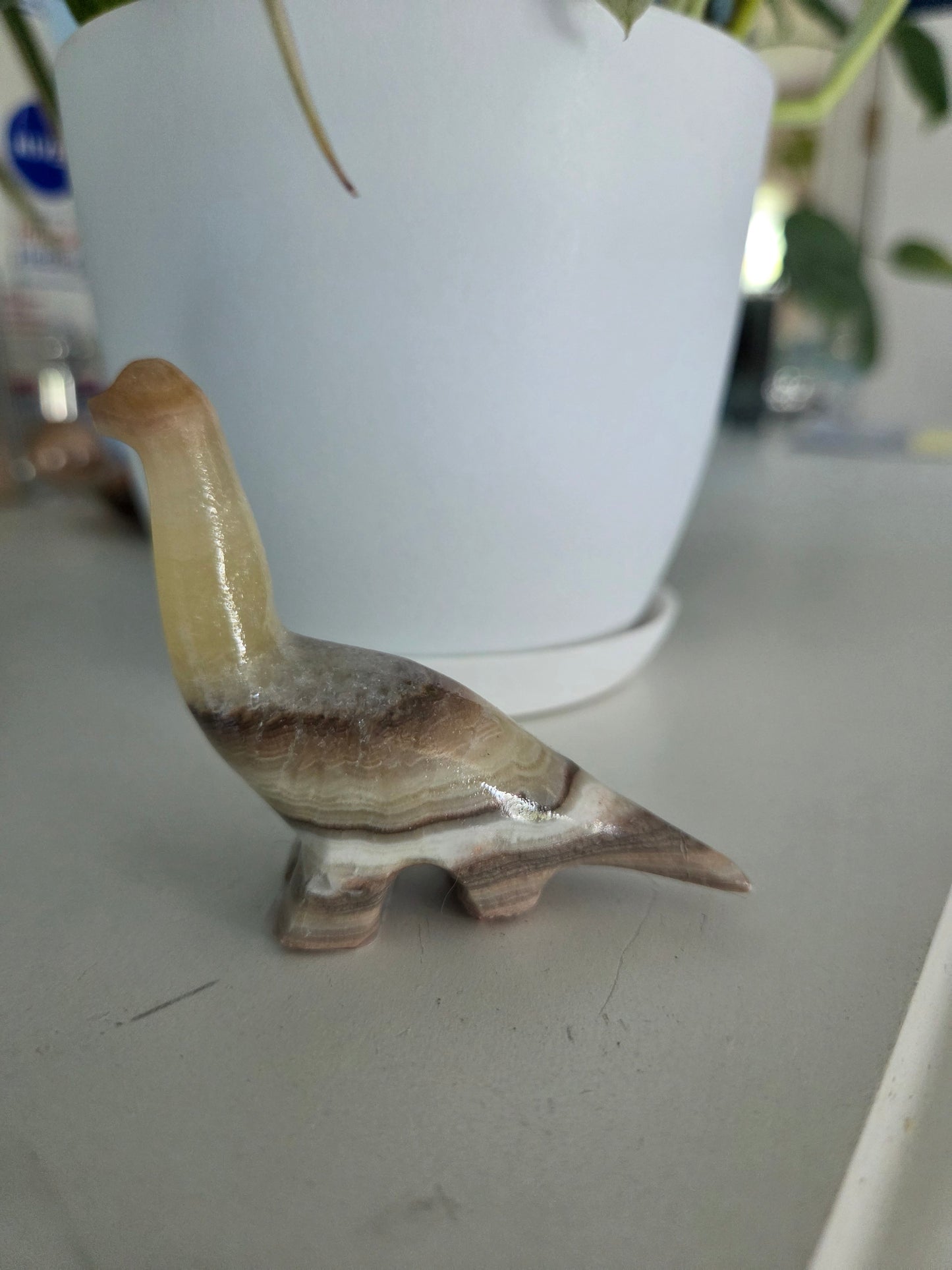 Dino (onyx)(E)