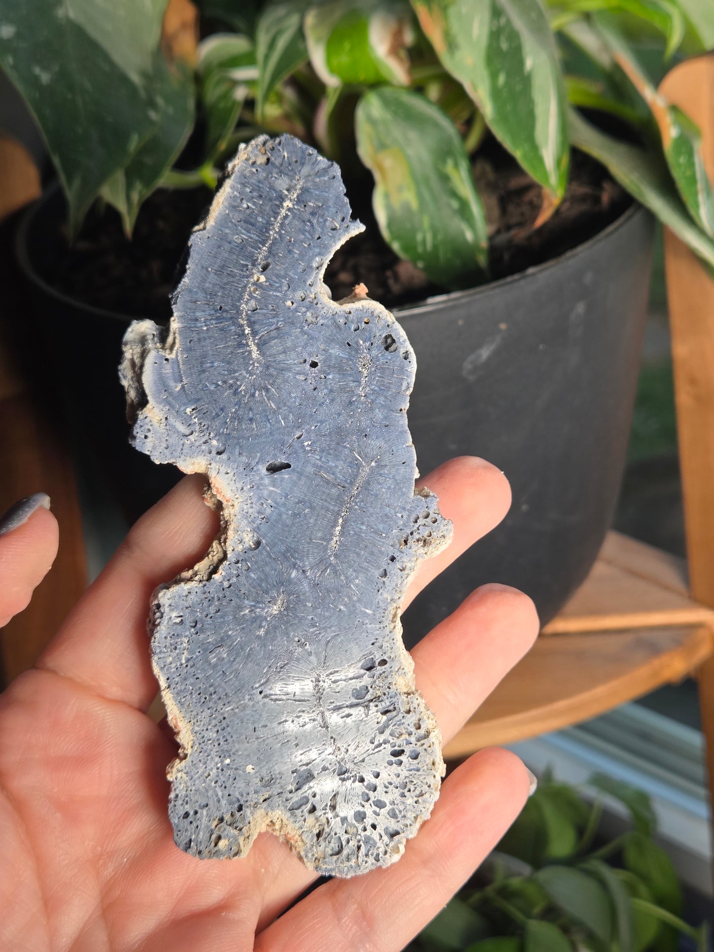 Blue Coral Slab